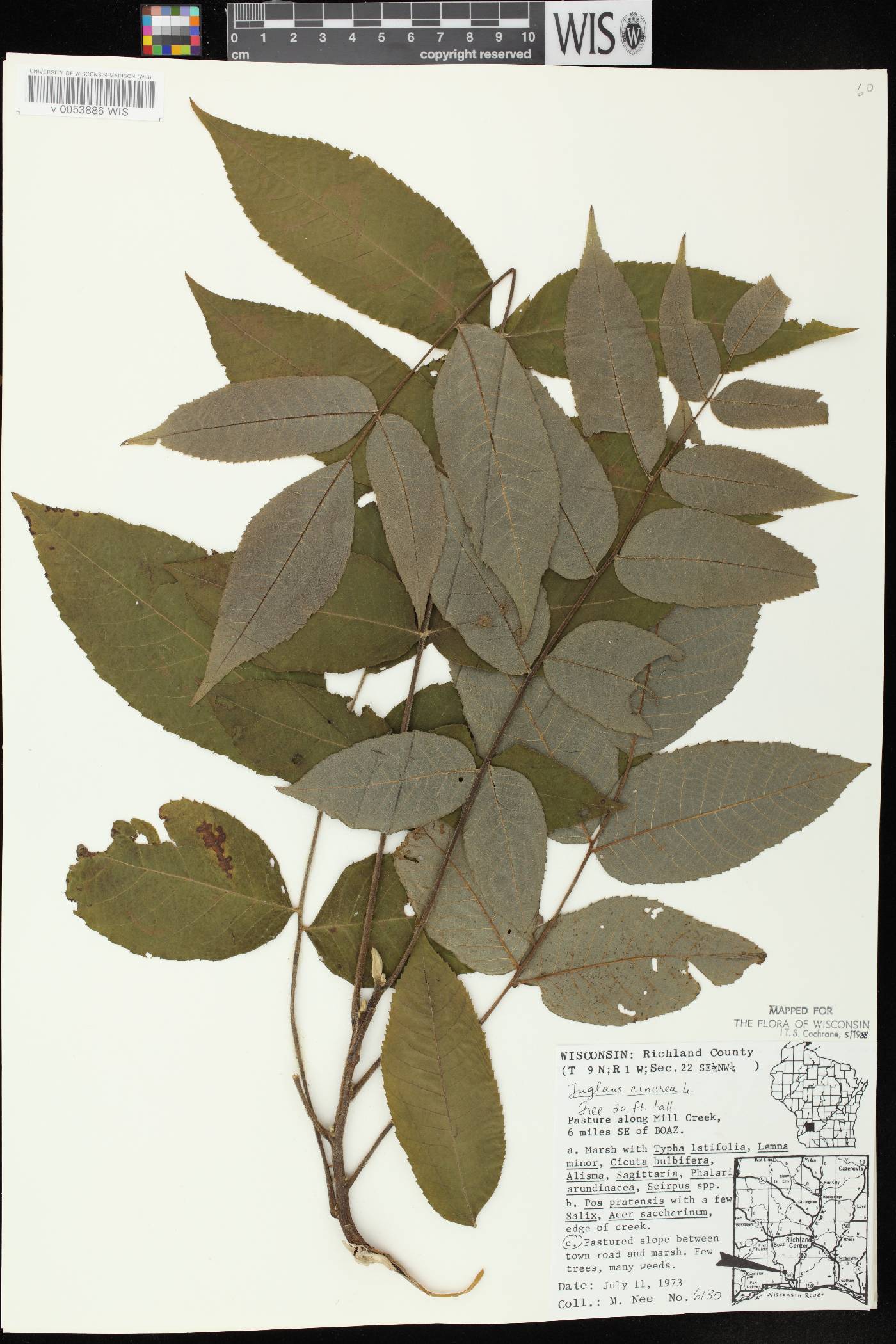 Juglans cinerea image