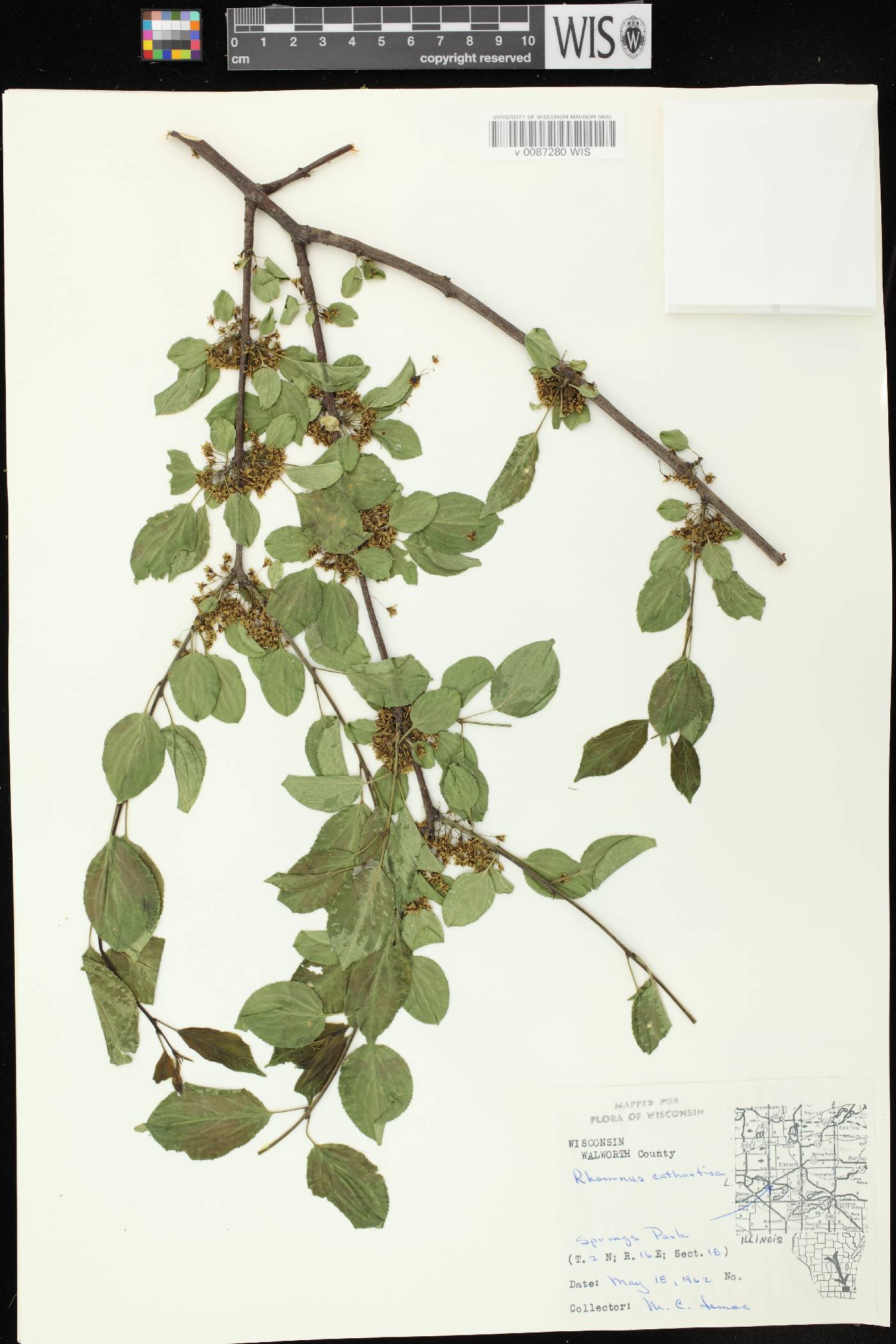 Rhamnus cathartica image