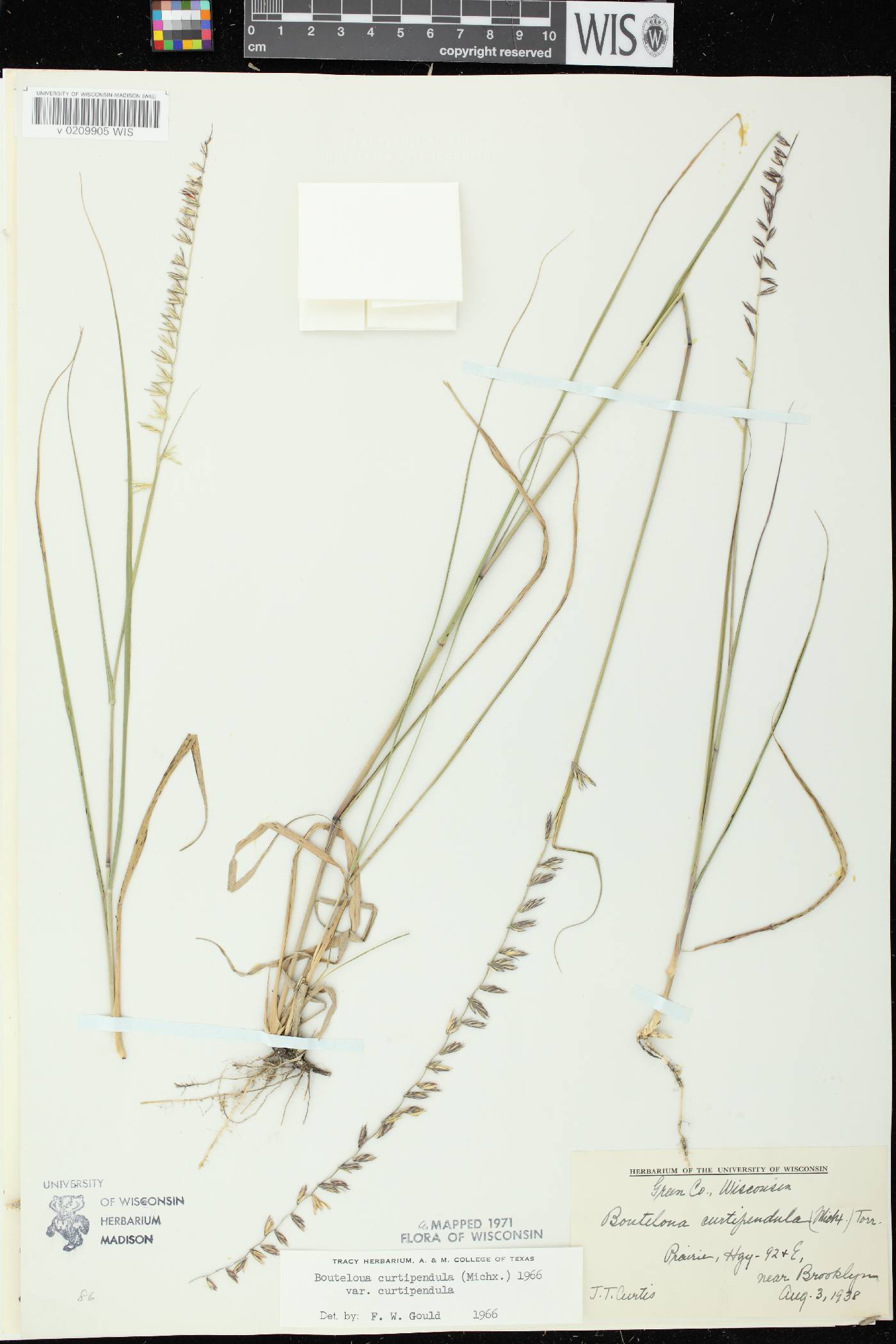 Bouteloua curtipendula image