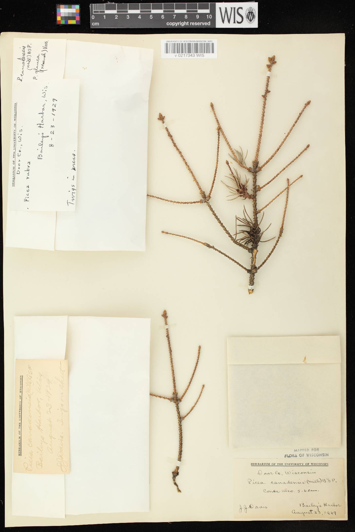 Picea glauca image
