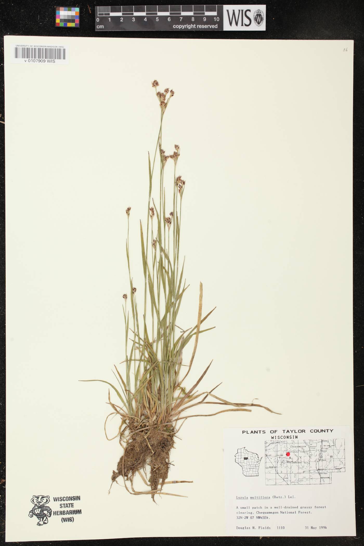 Luzula multiflora image