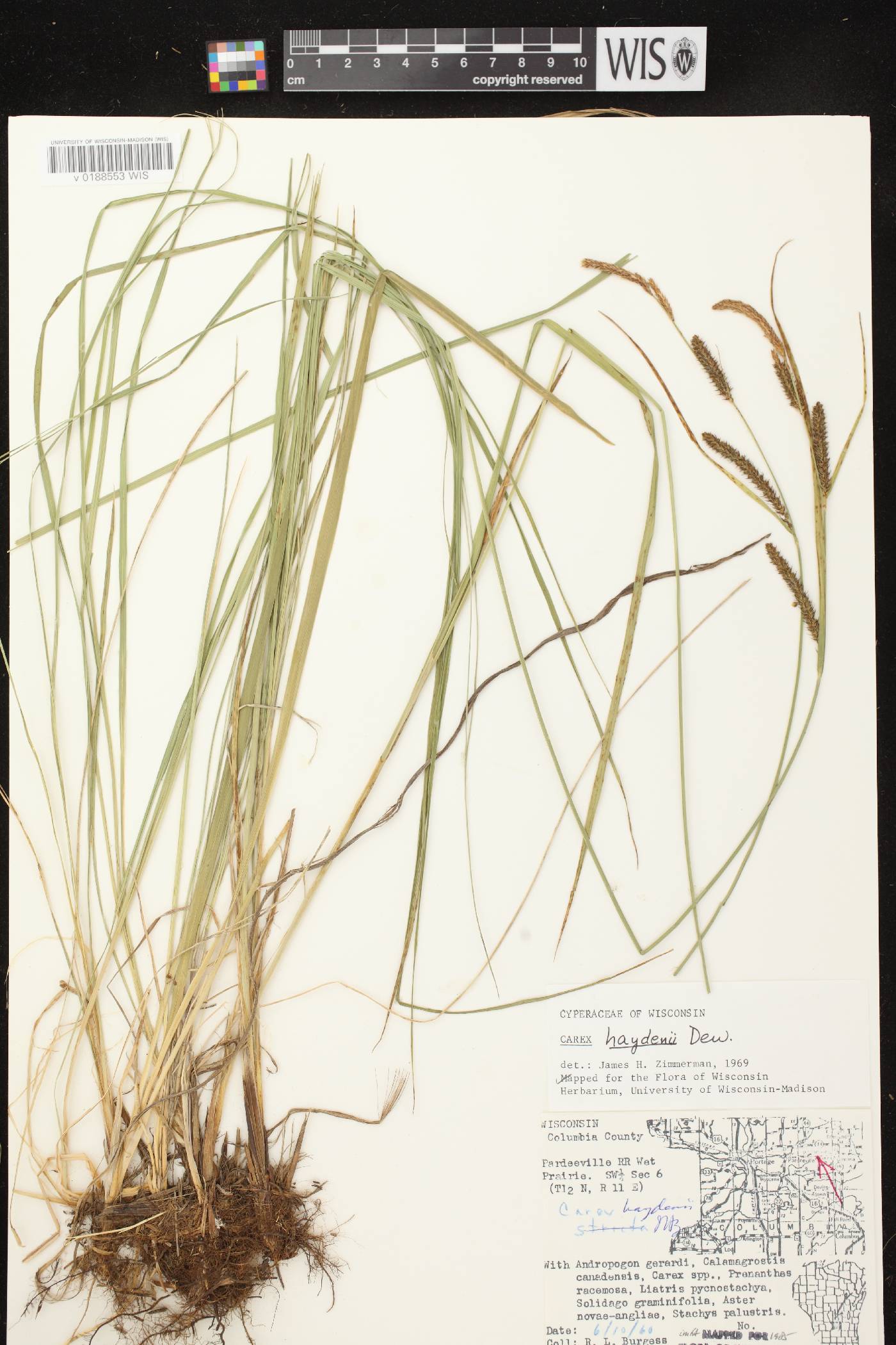 Carex haydenii image