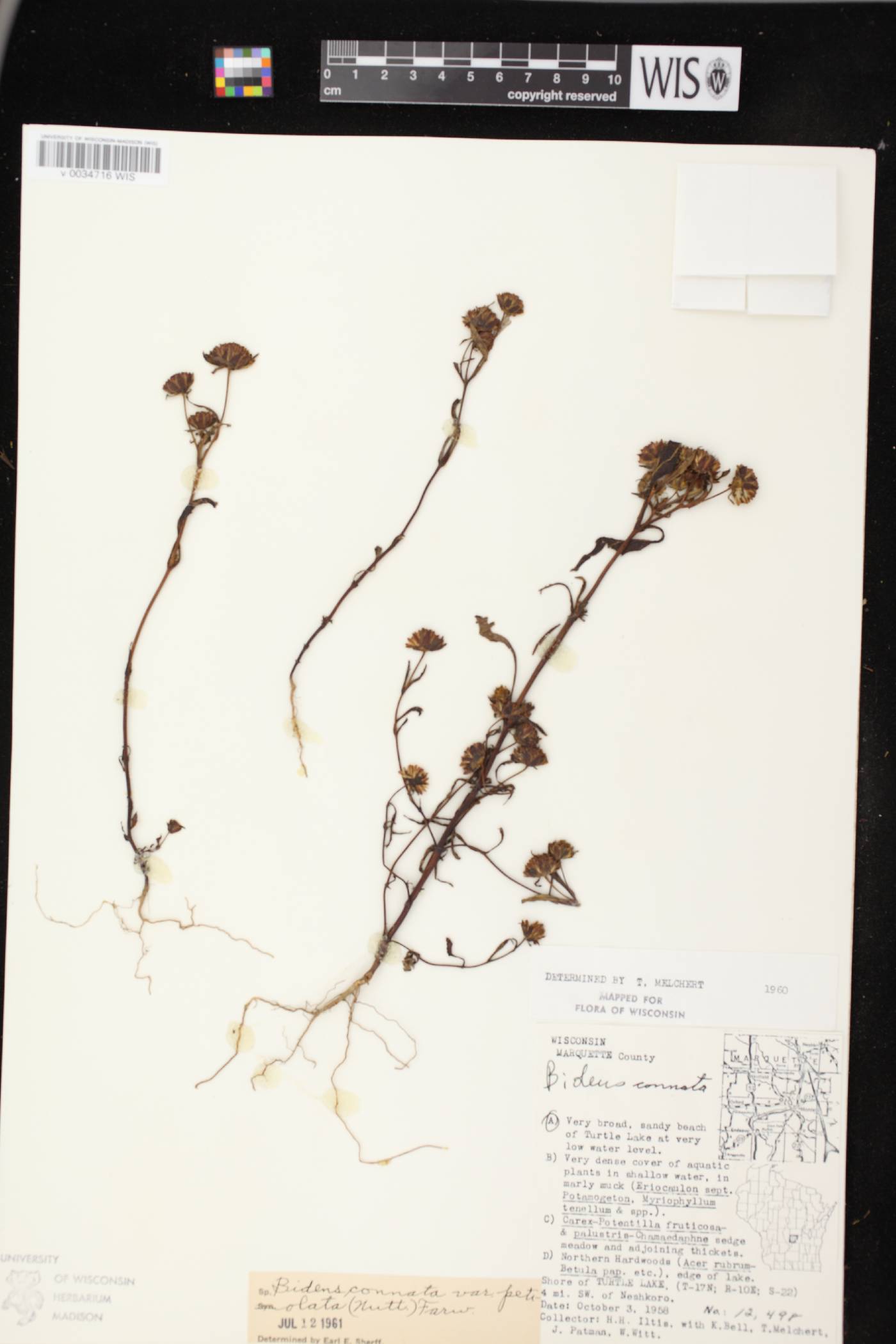 Bidens connata image