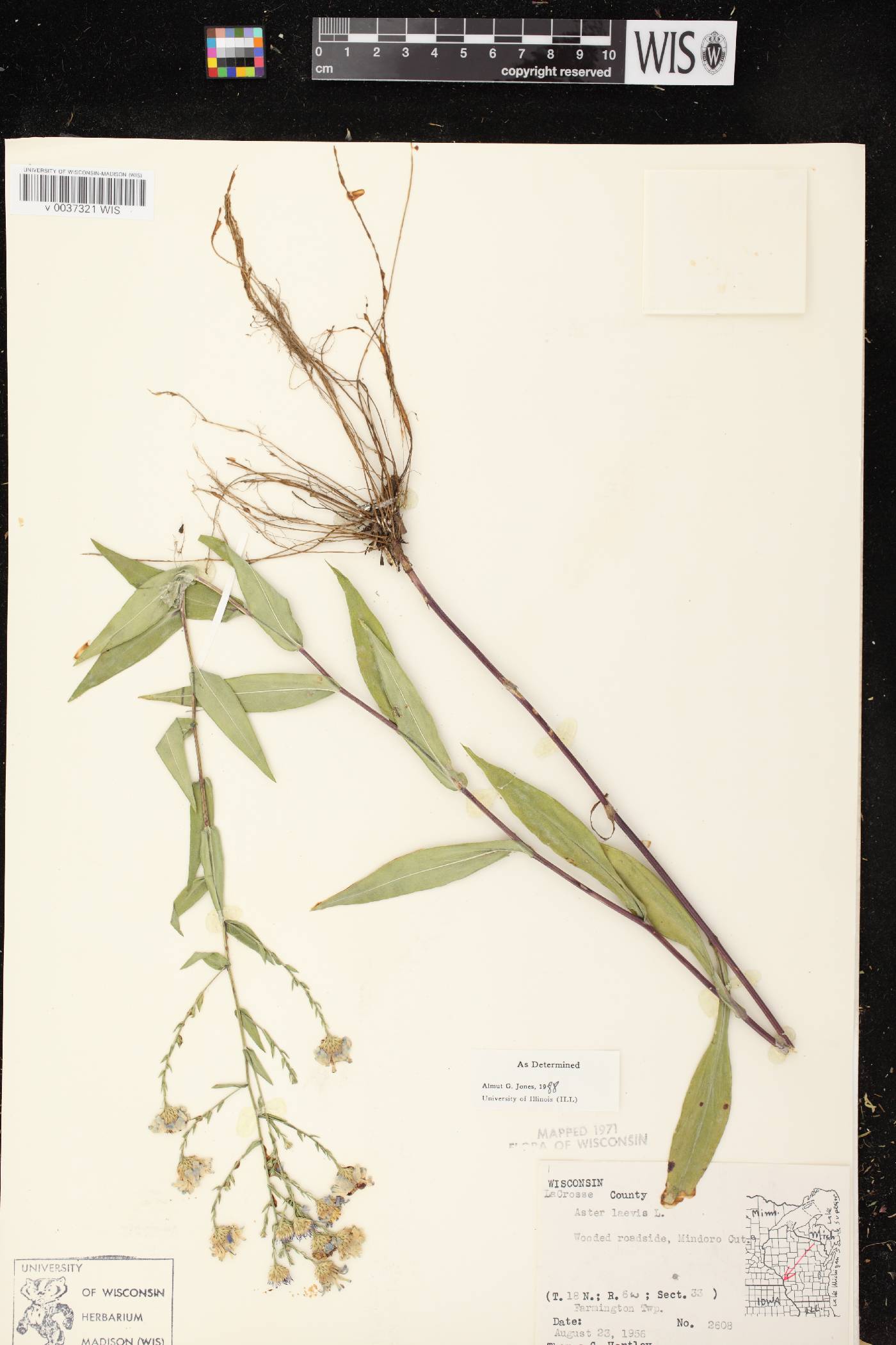 Symphyotrichum laeve image