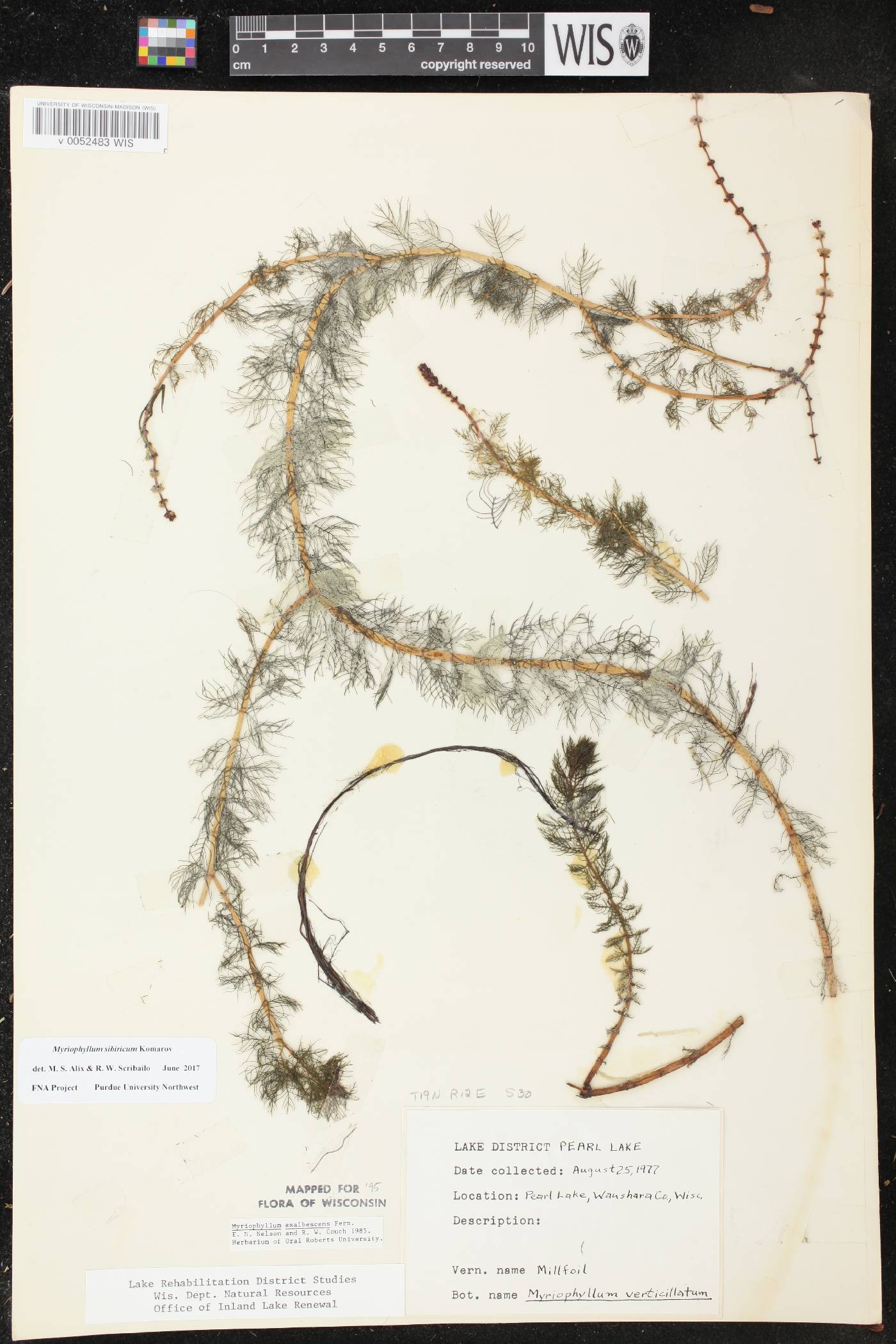 Myriophyllum sibiricum image