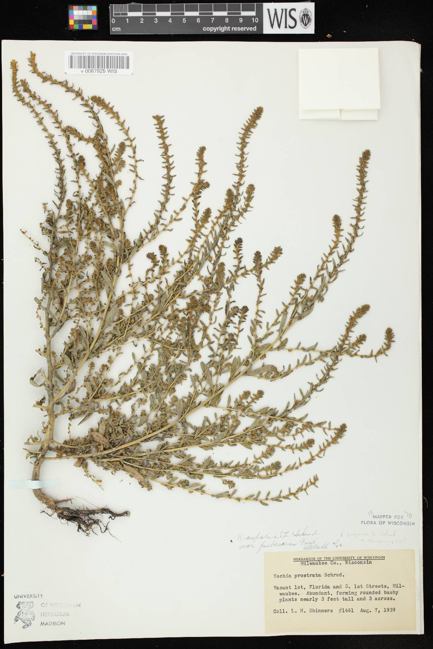 Bassia scoparia image