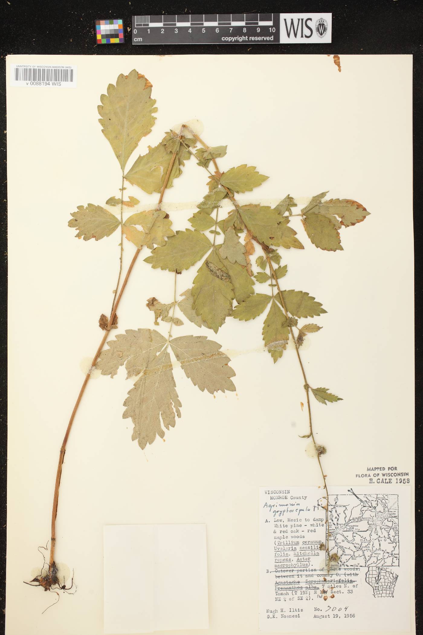 Agrimonia gryposepala image