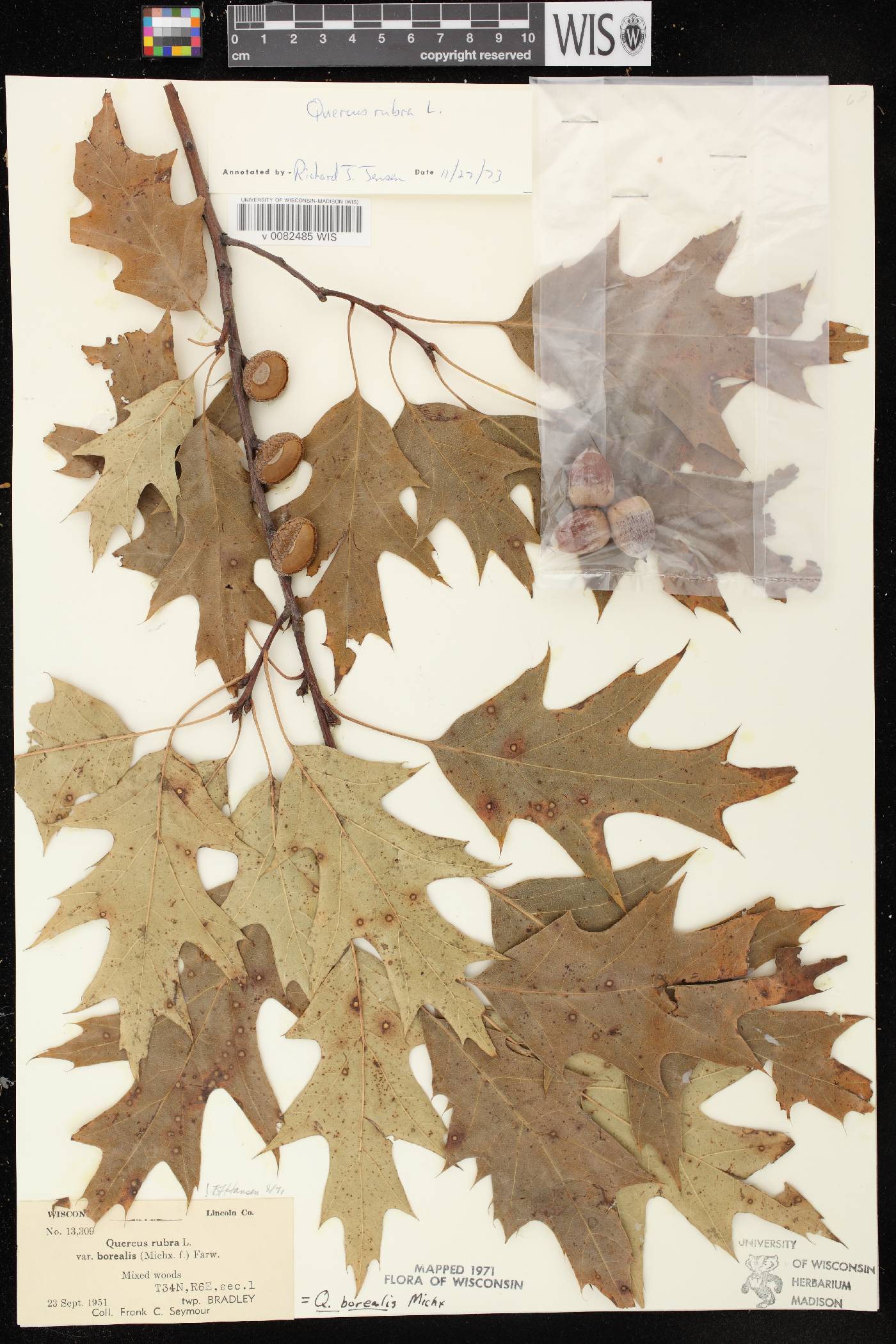 Quercus rubra image