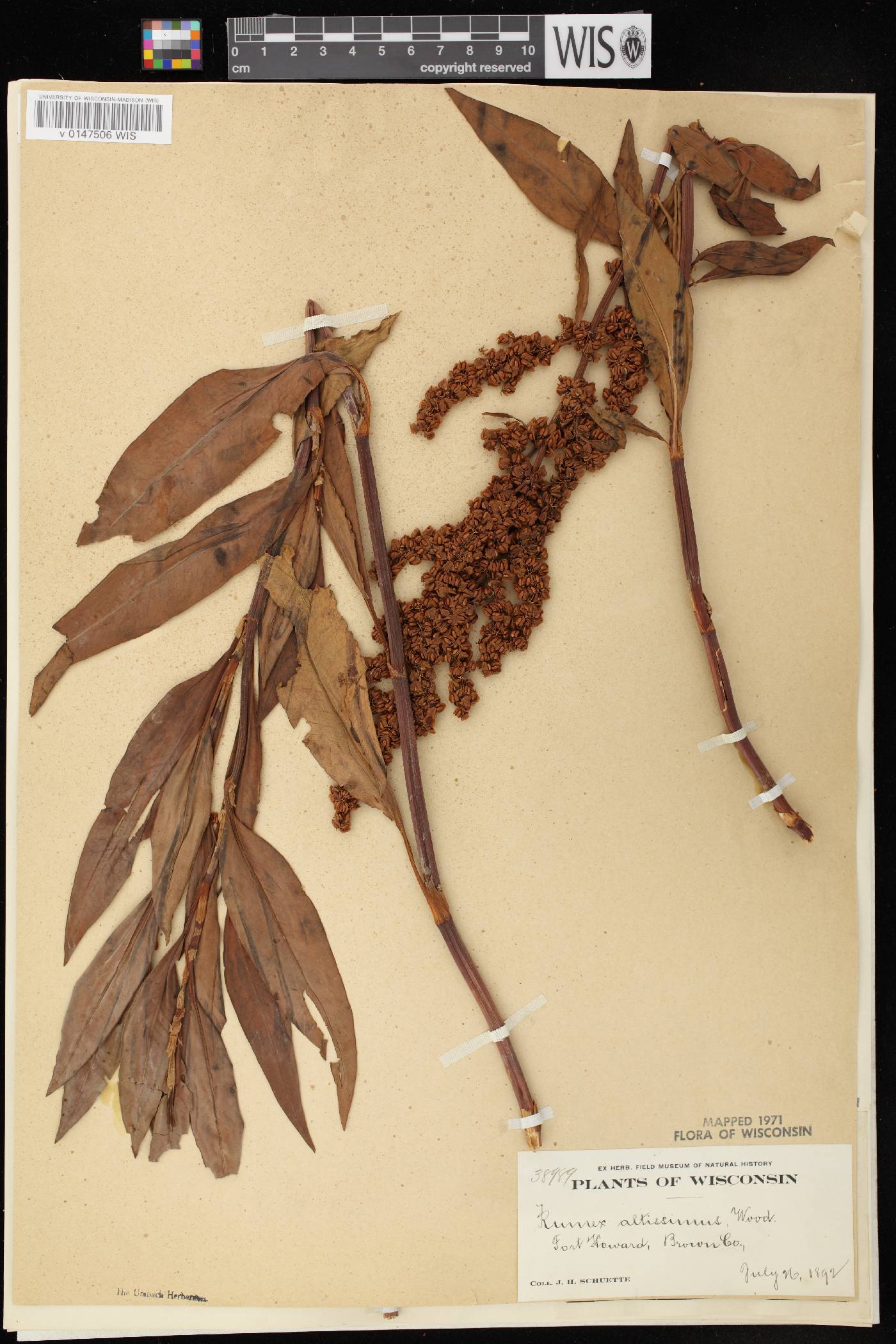 Rumex altissimus image