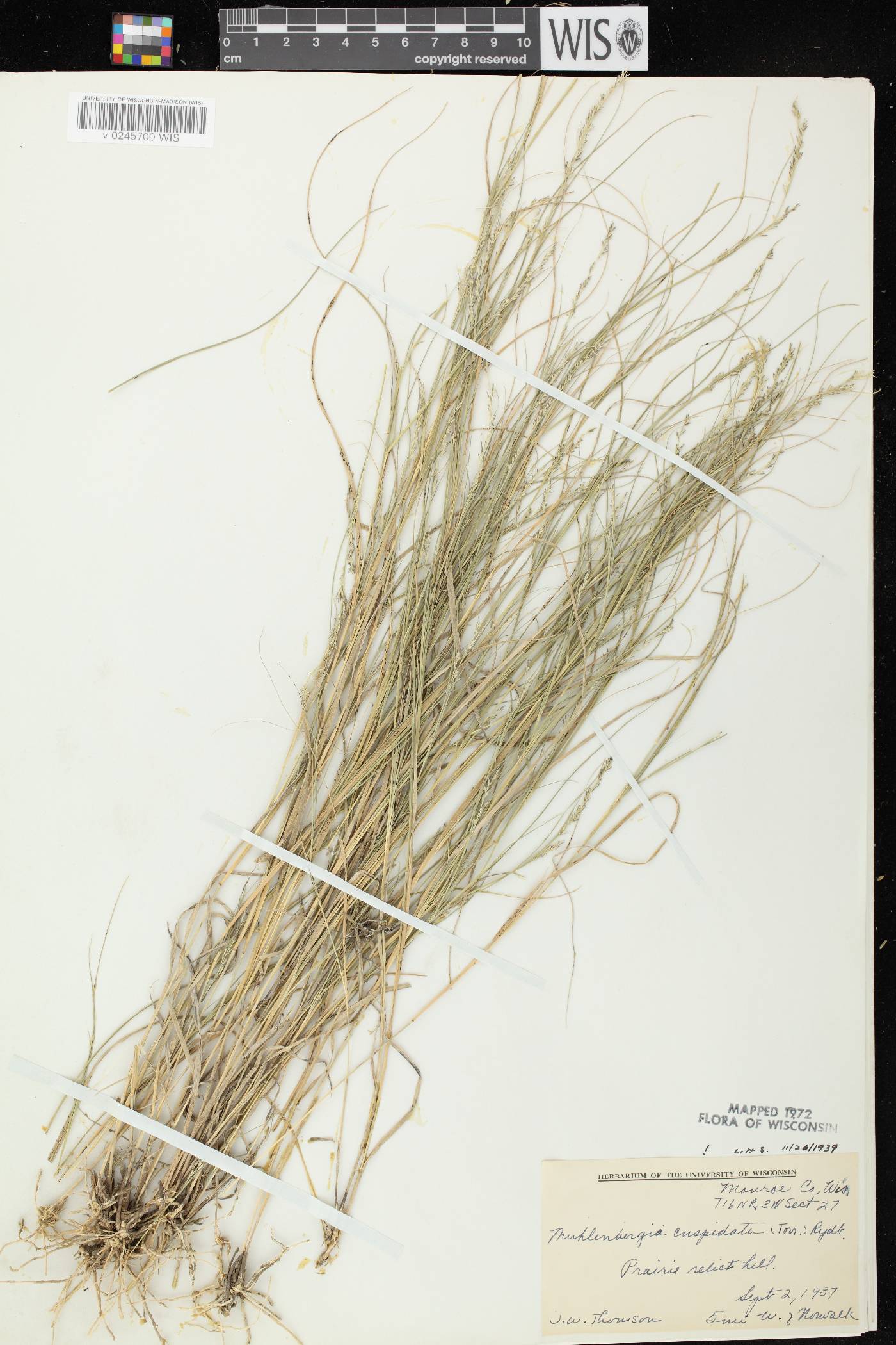 Muhlenbergia cuspidata image