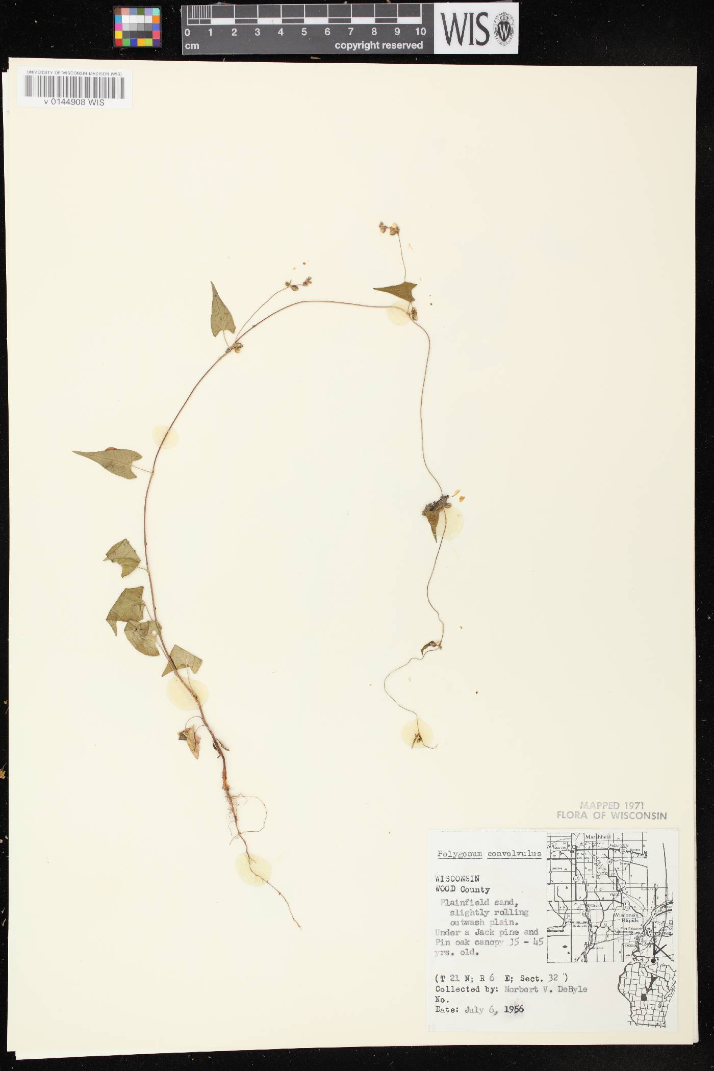 Fallopia convolvulus image