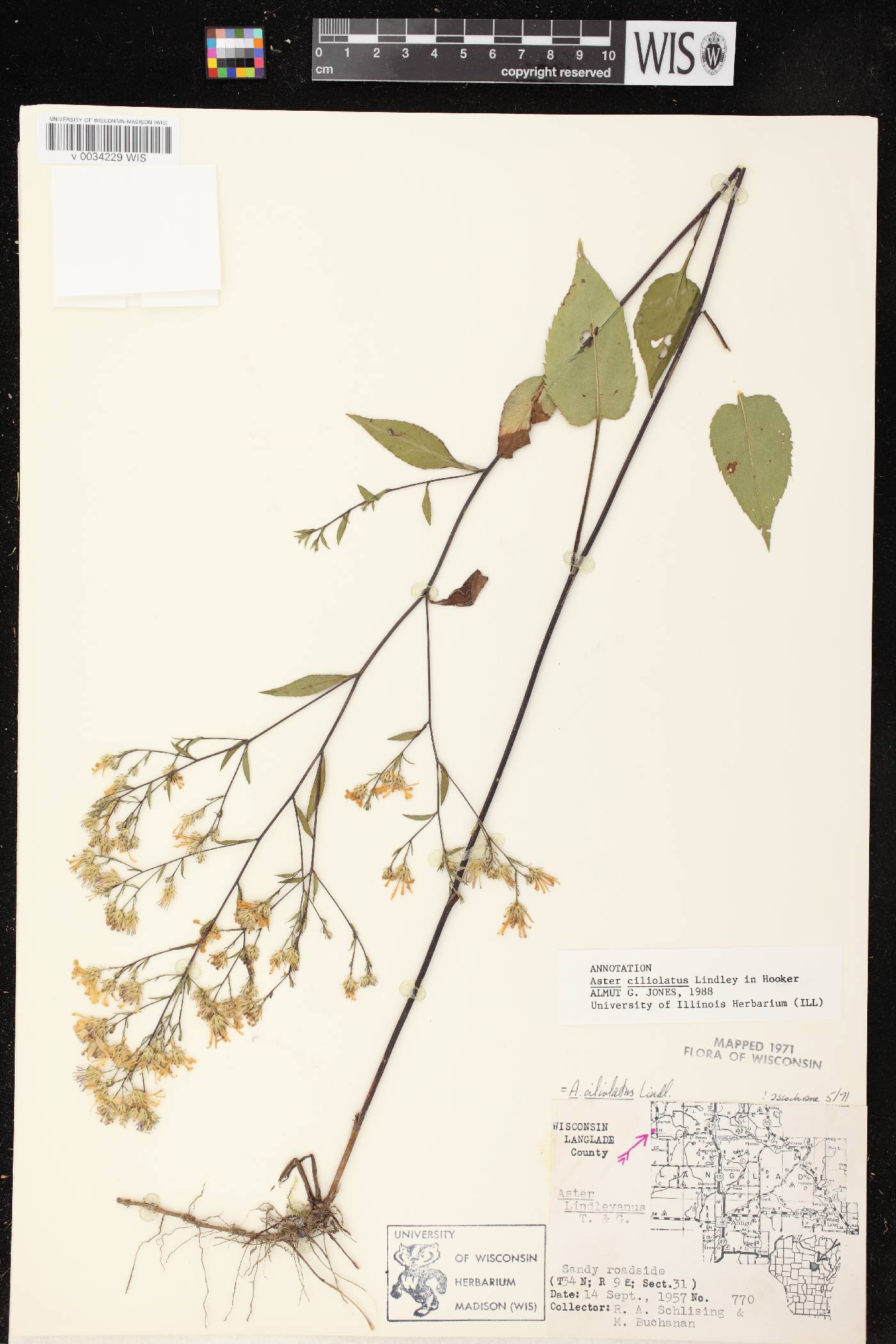 Symphyotrichum ciliolatum image
