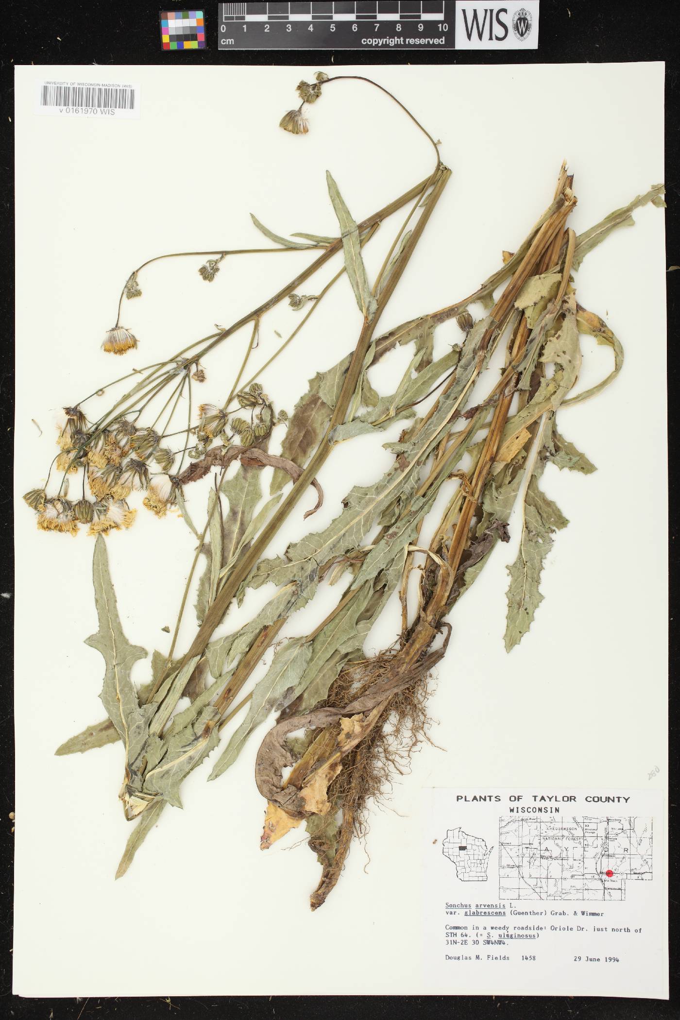 Sonchus arvensis image