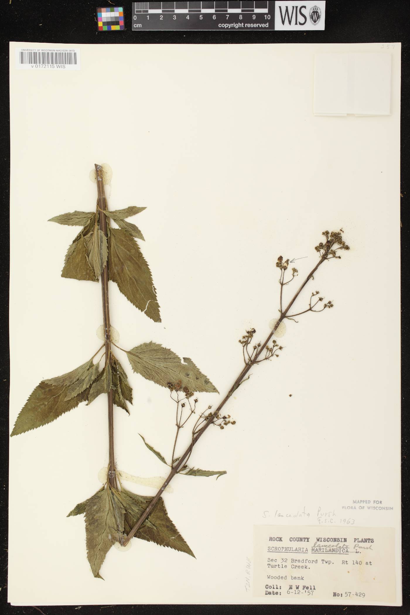 Scrophularia lanceolata image