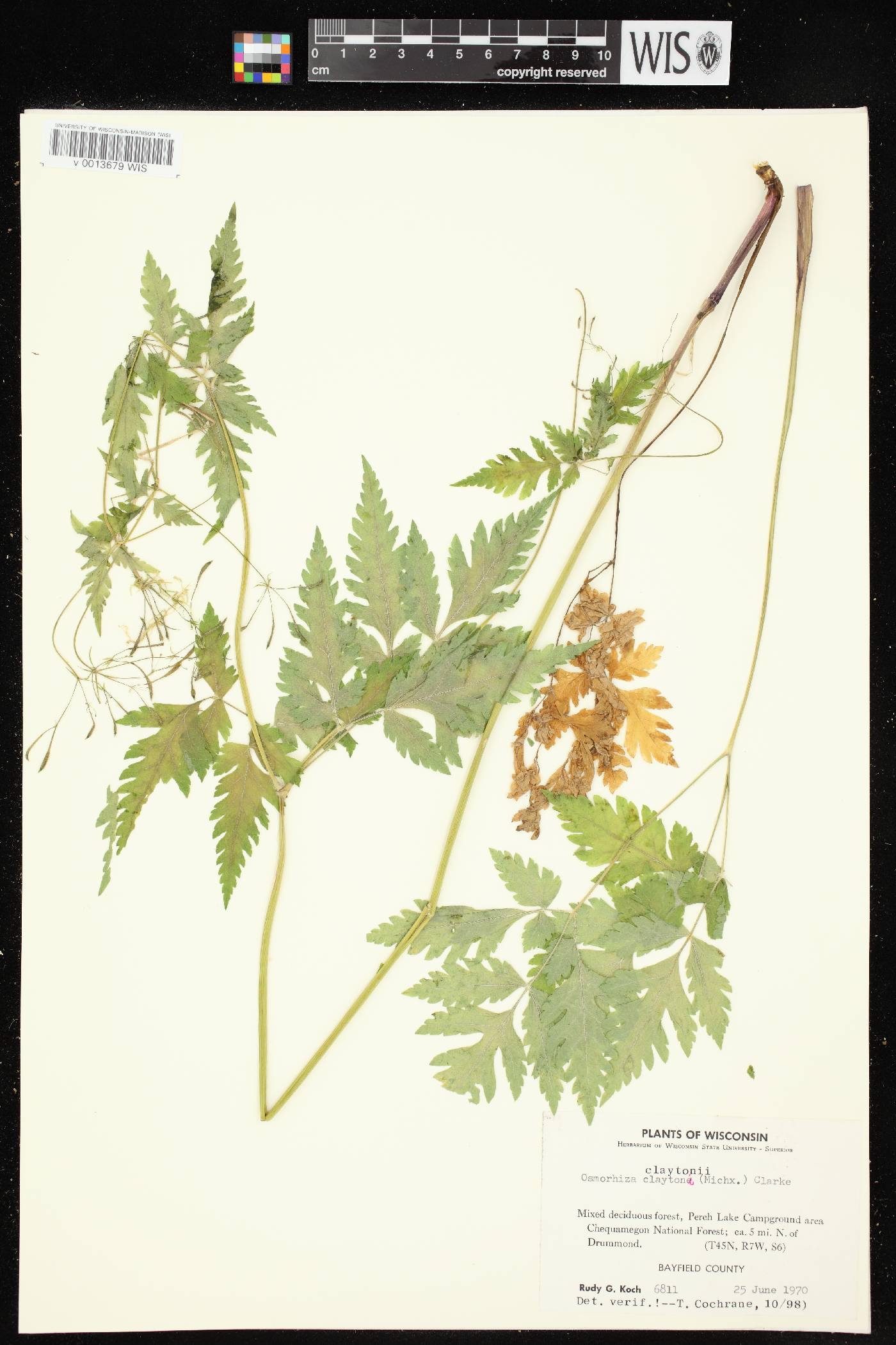 Osmorhiza claytonii image