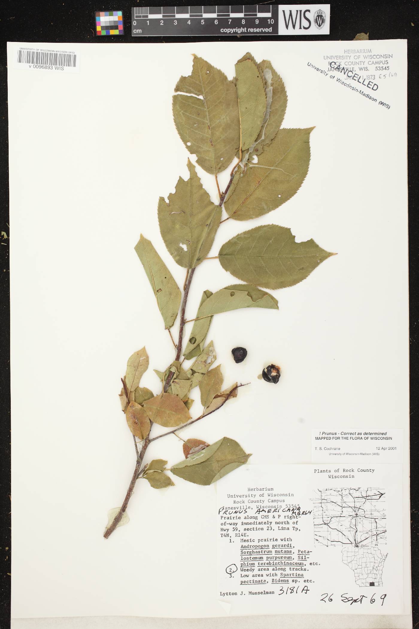 Prunus americana image