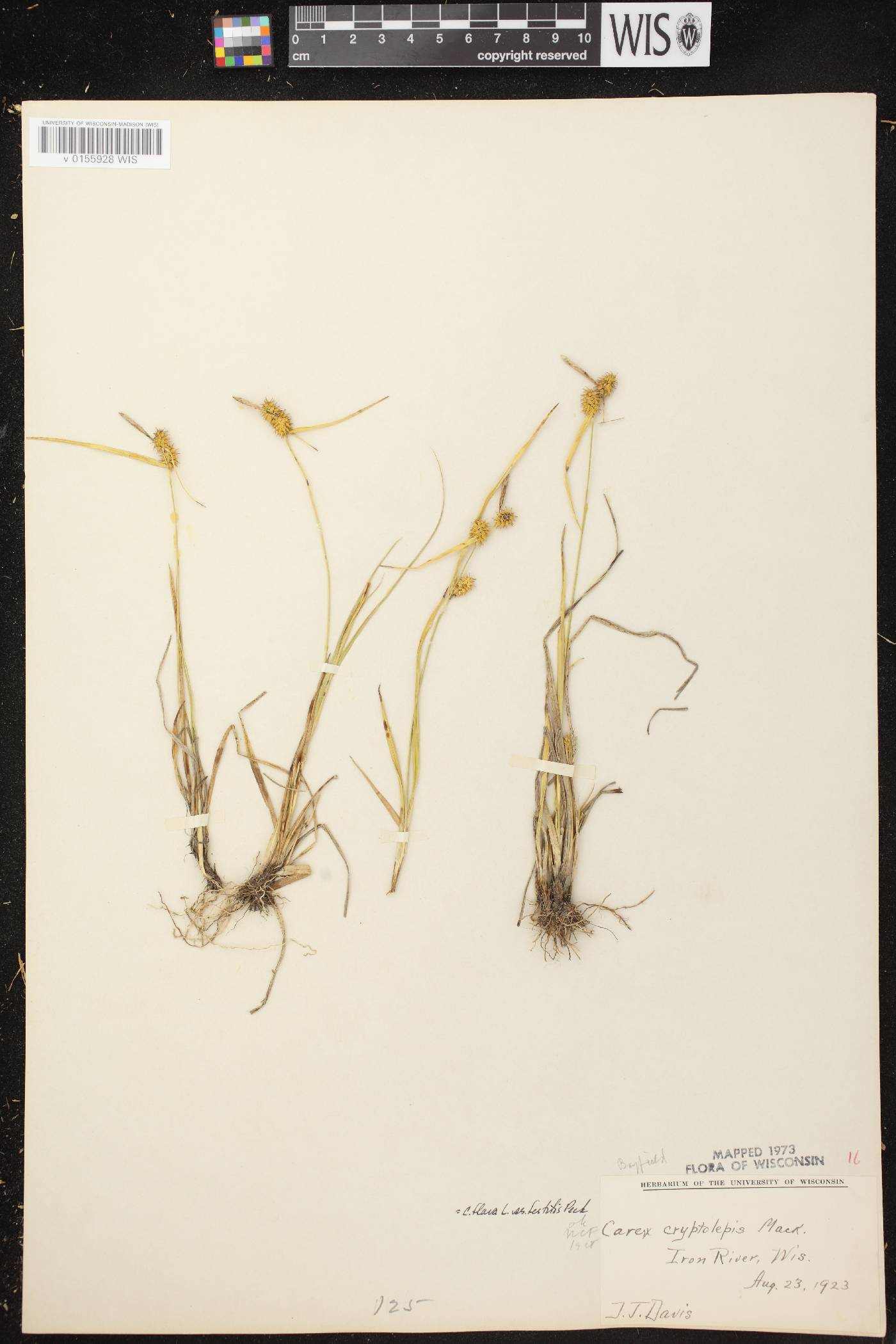 Carex cryptolepis image