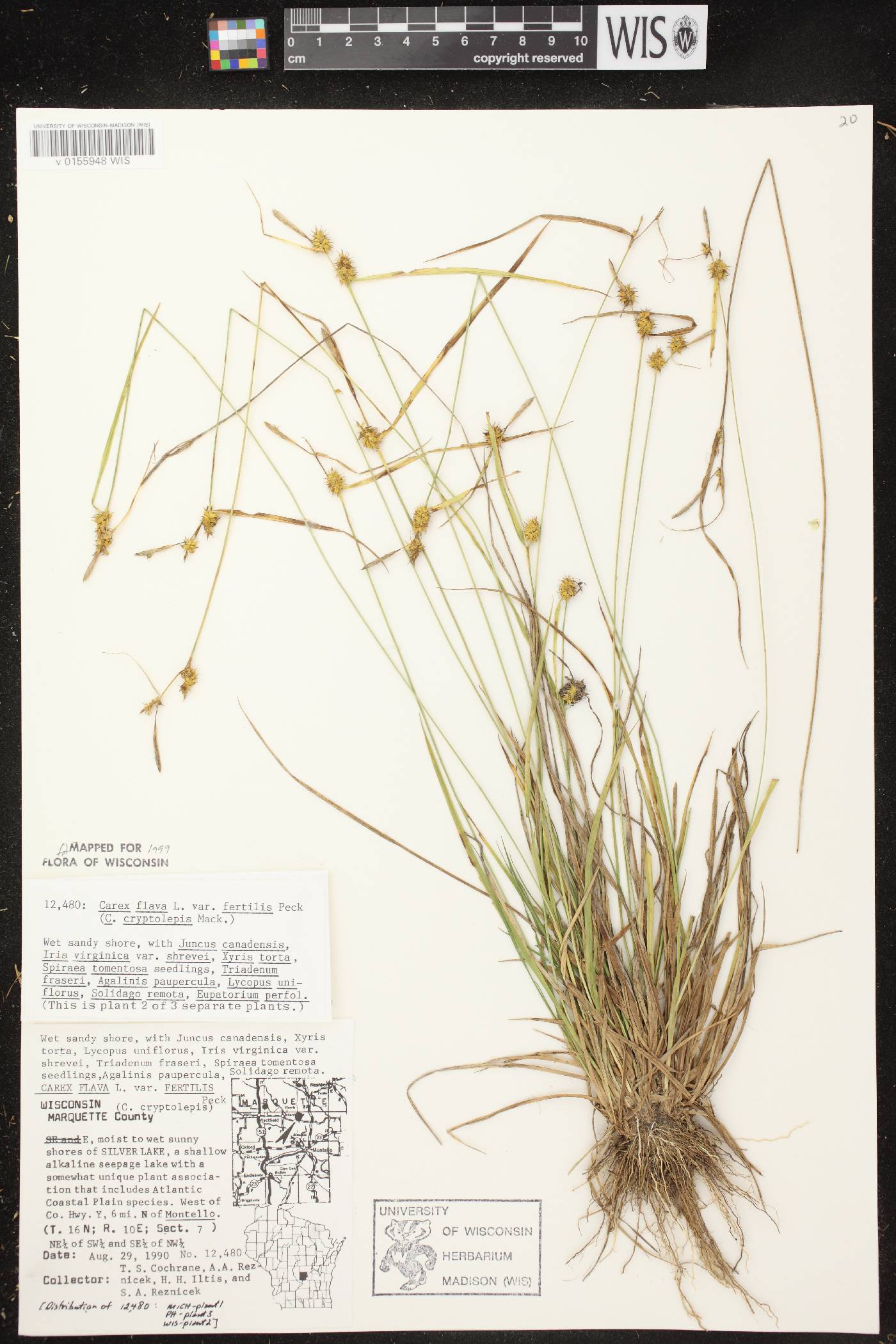 Carex cryptolepis image