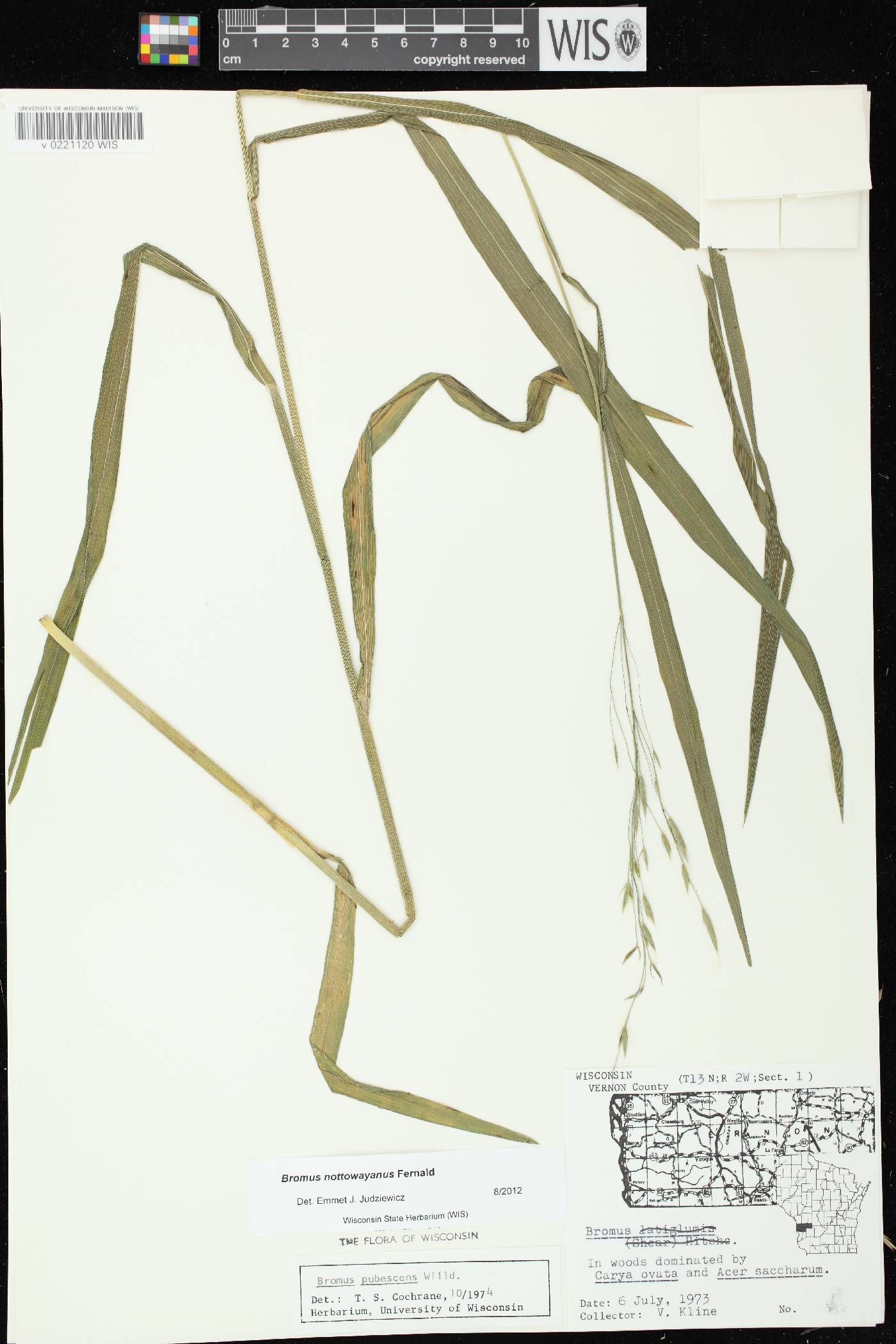 Bromus pubescens image