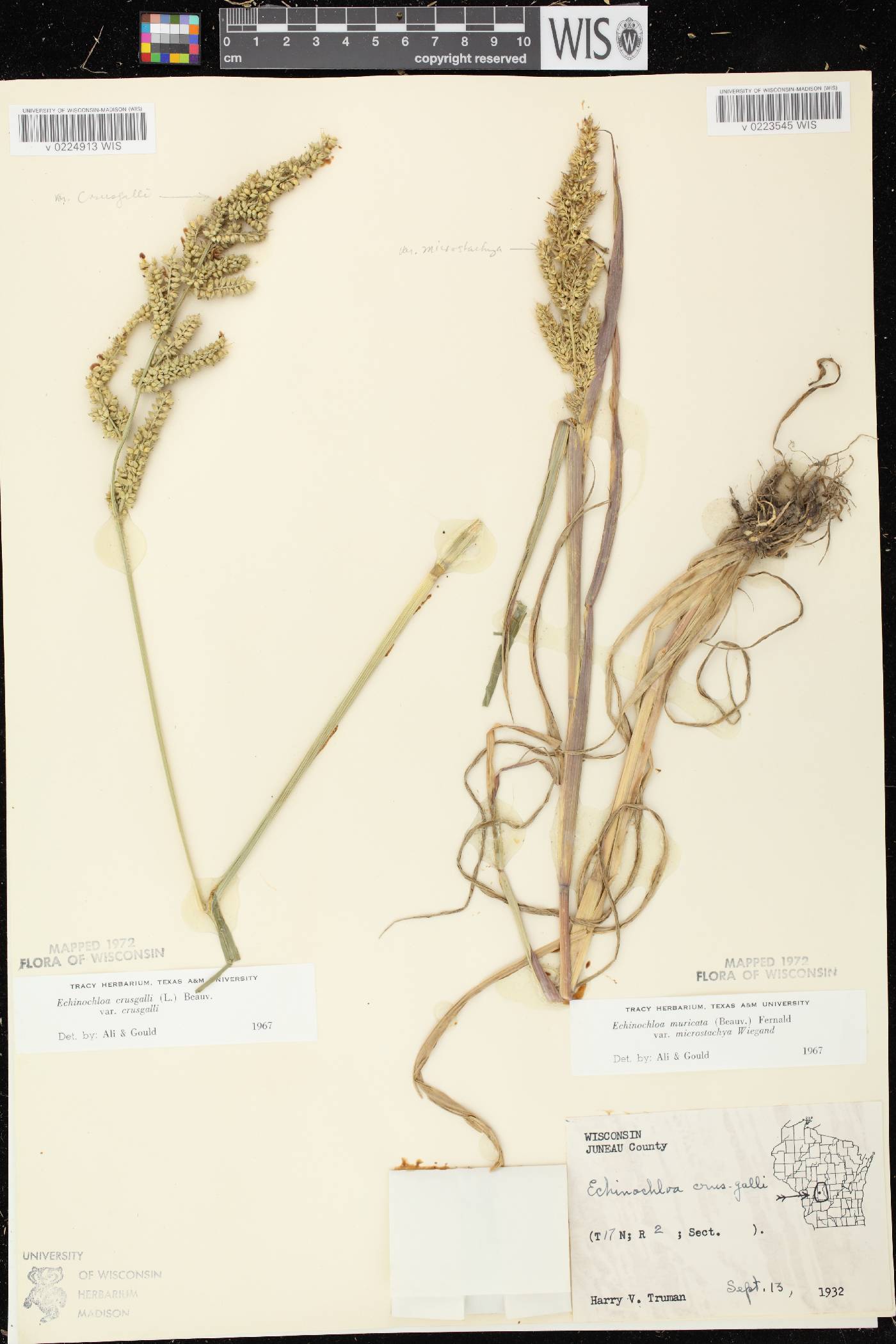 Echinochloa muricata var. microstachya image