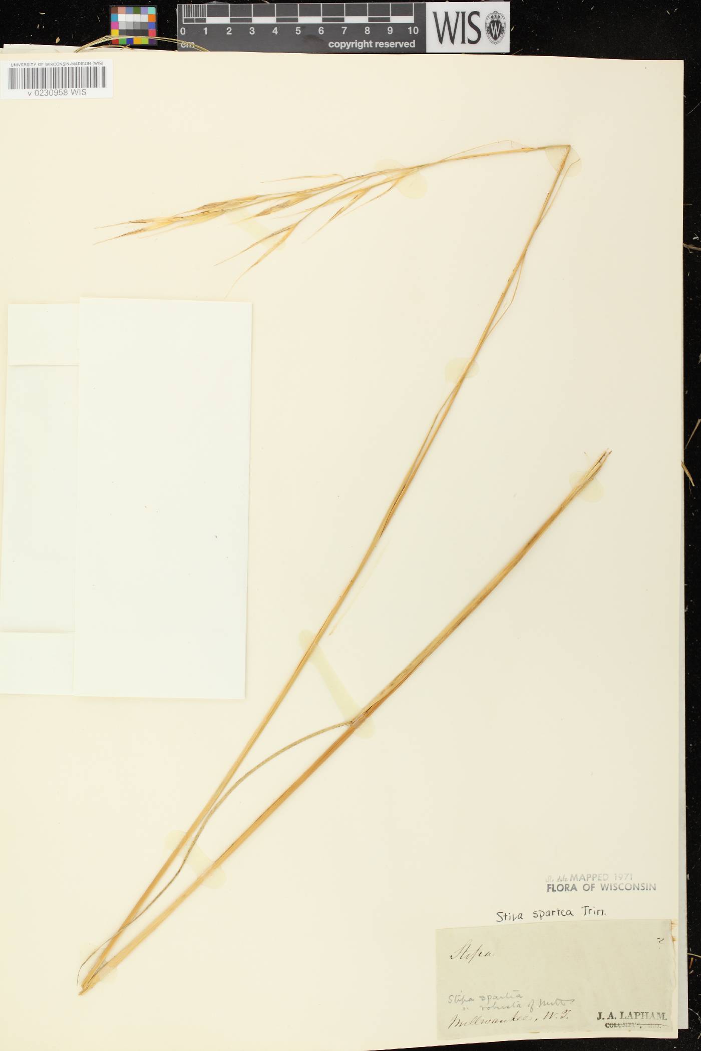 Hesperostipa spartea image