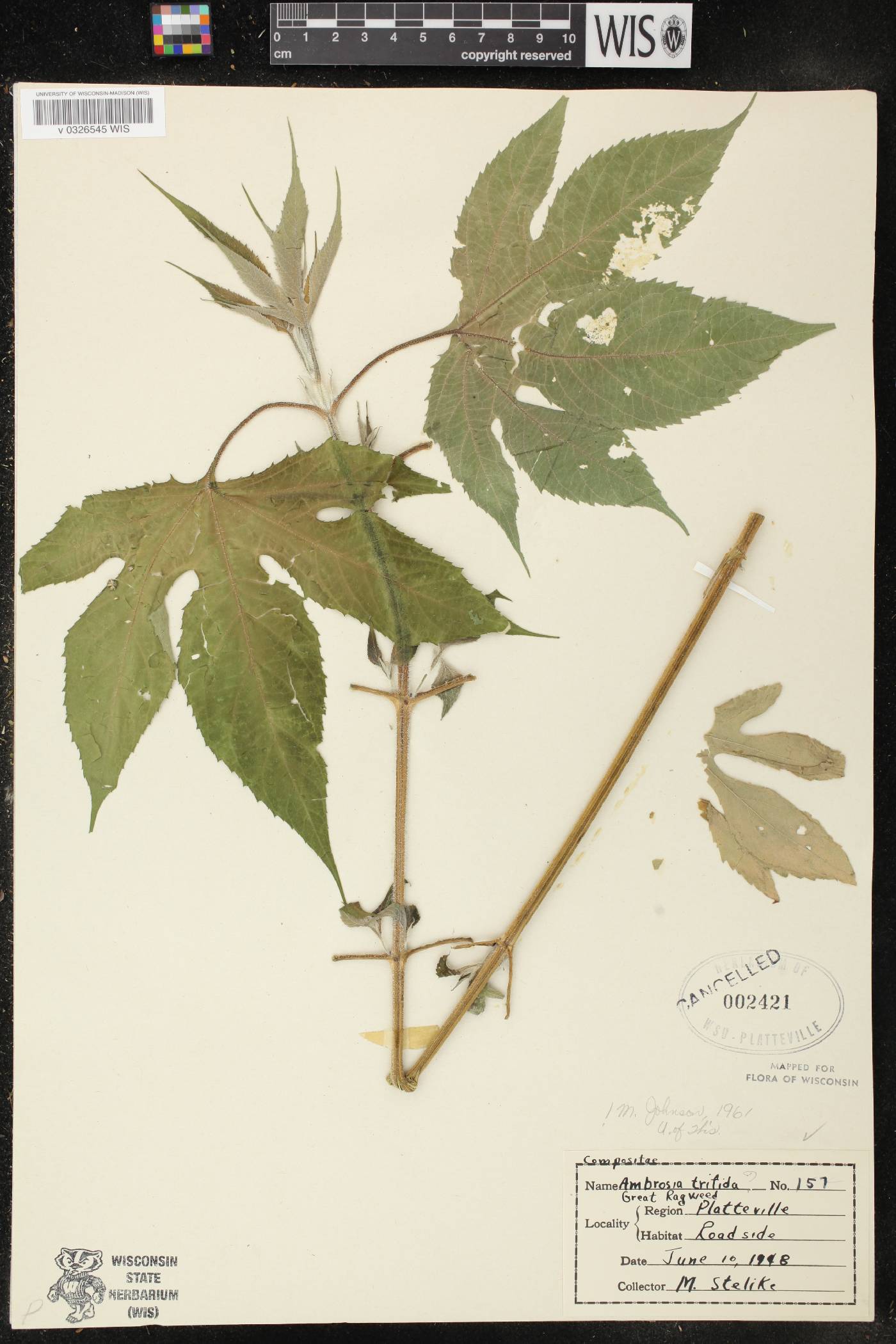 Ambrosia trifida image