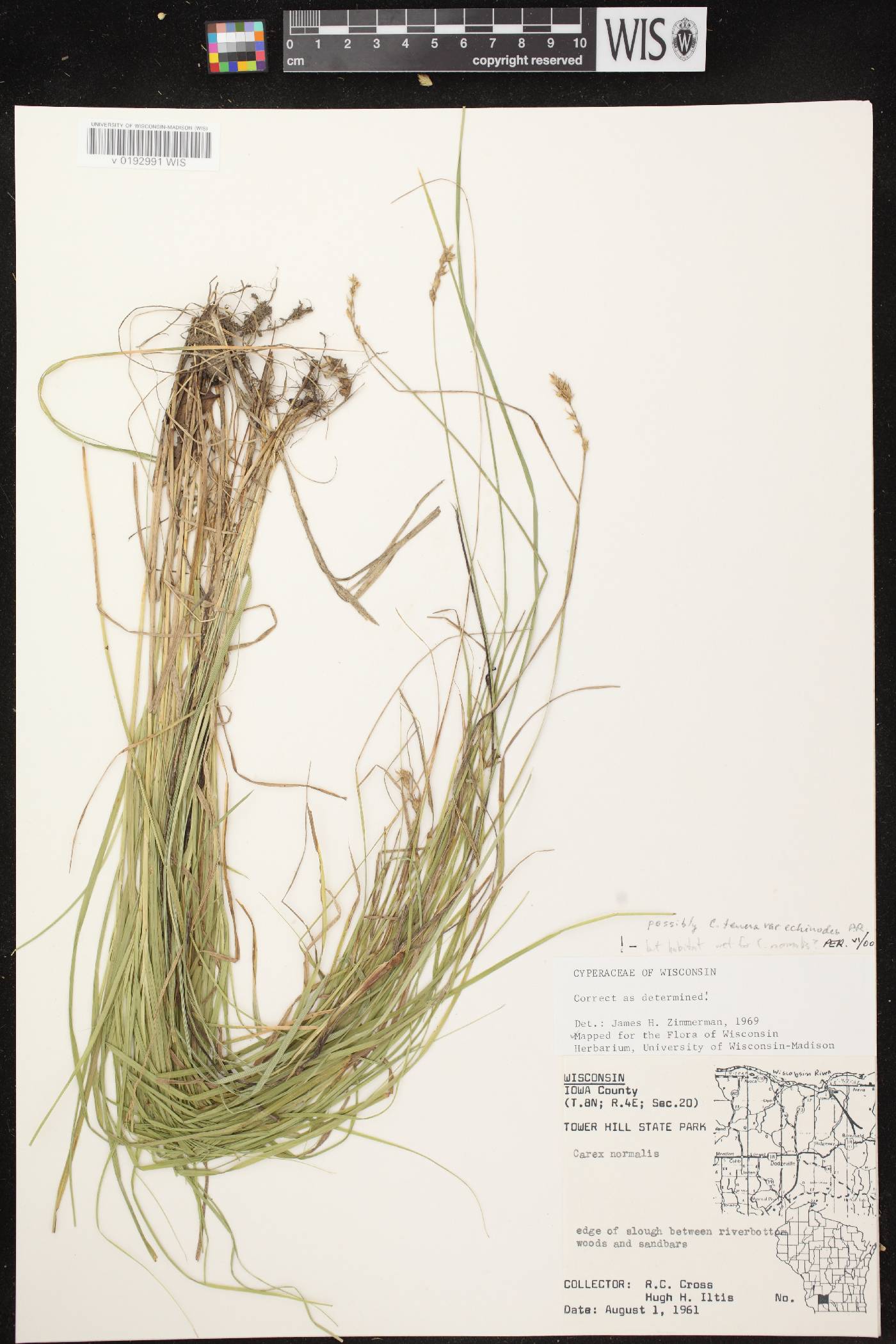 Carex normalis image