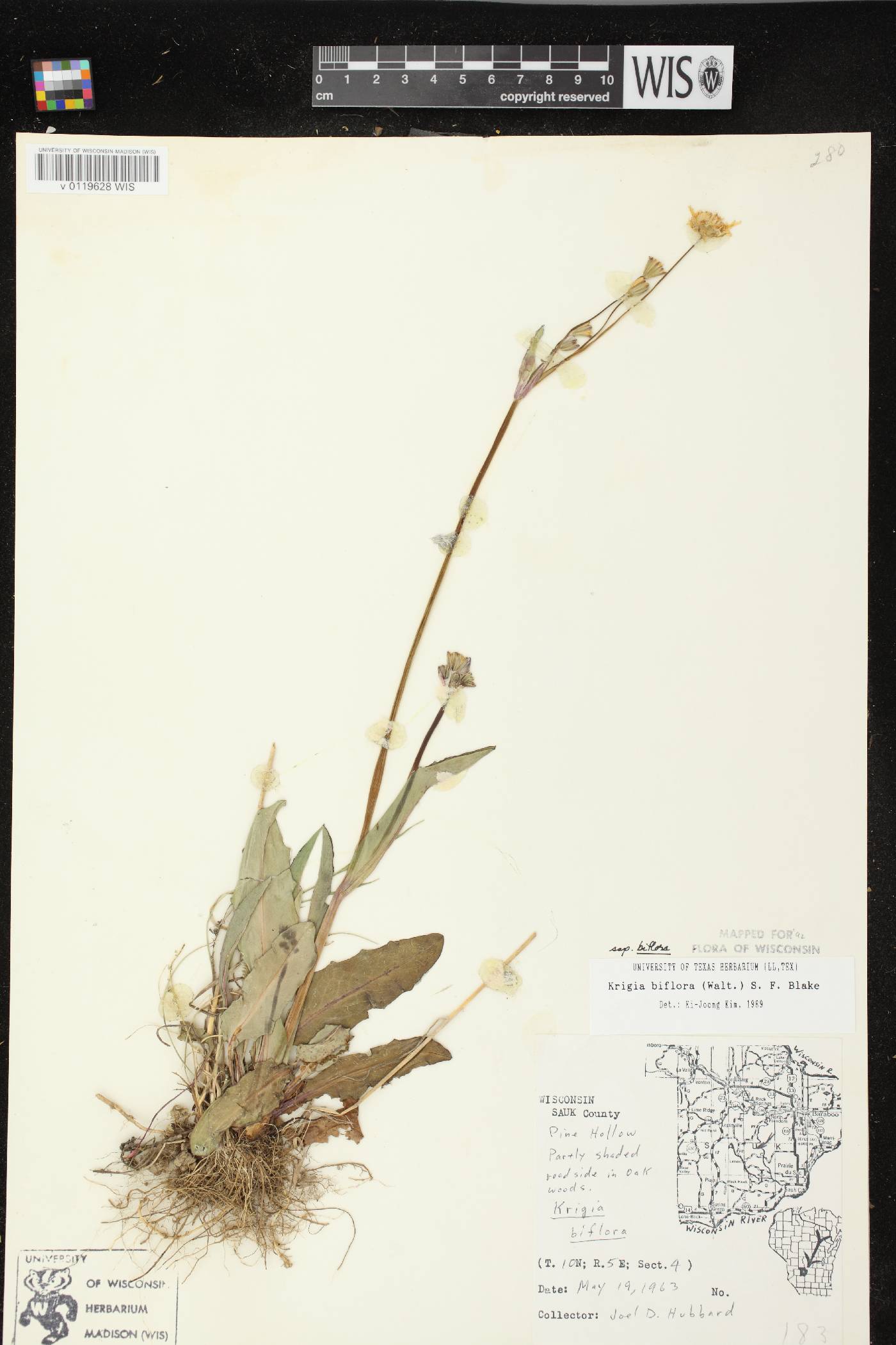 Krigia biflora image
