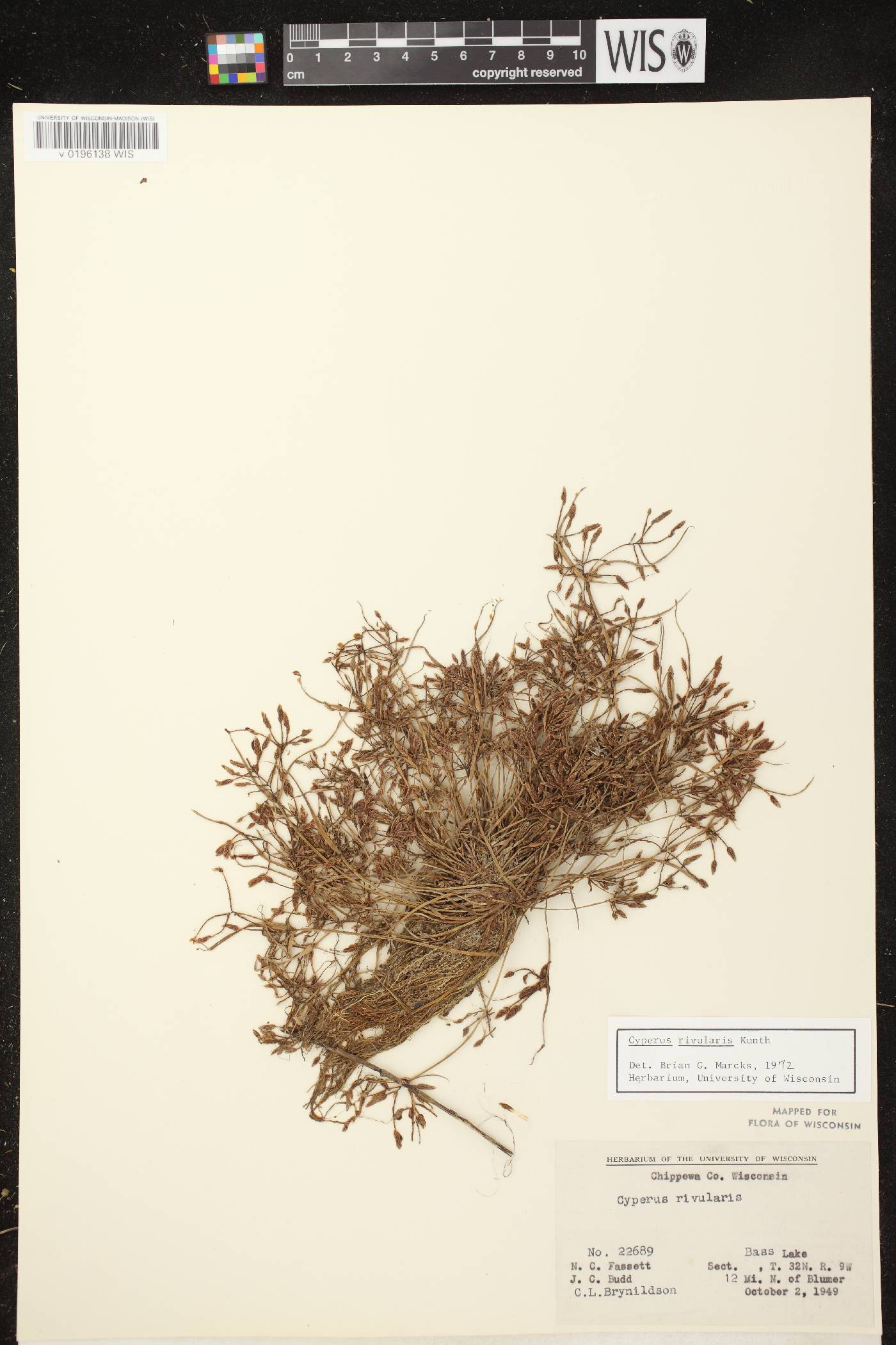 Cyperus bipartitus image