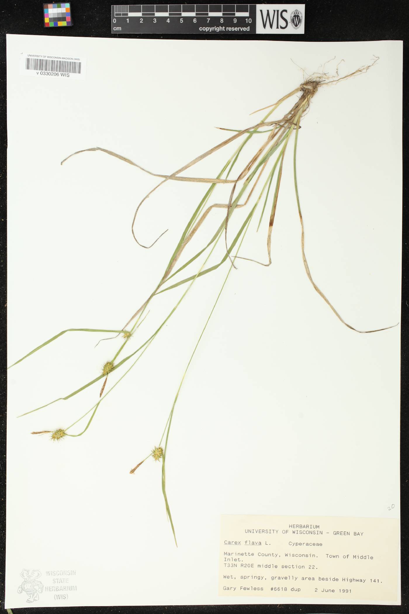 Carex flava image