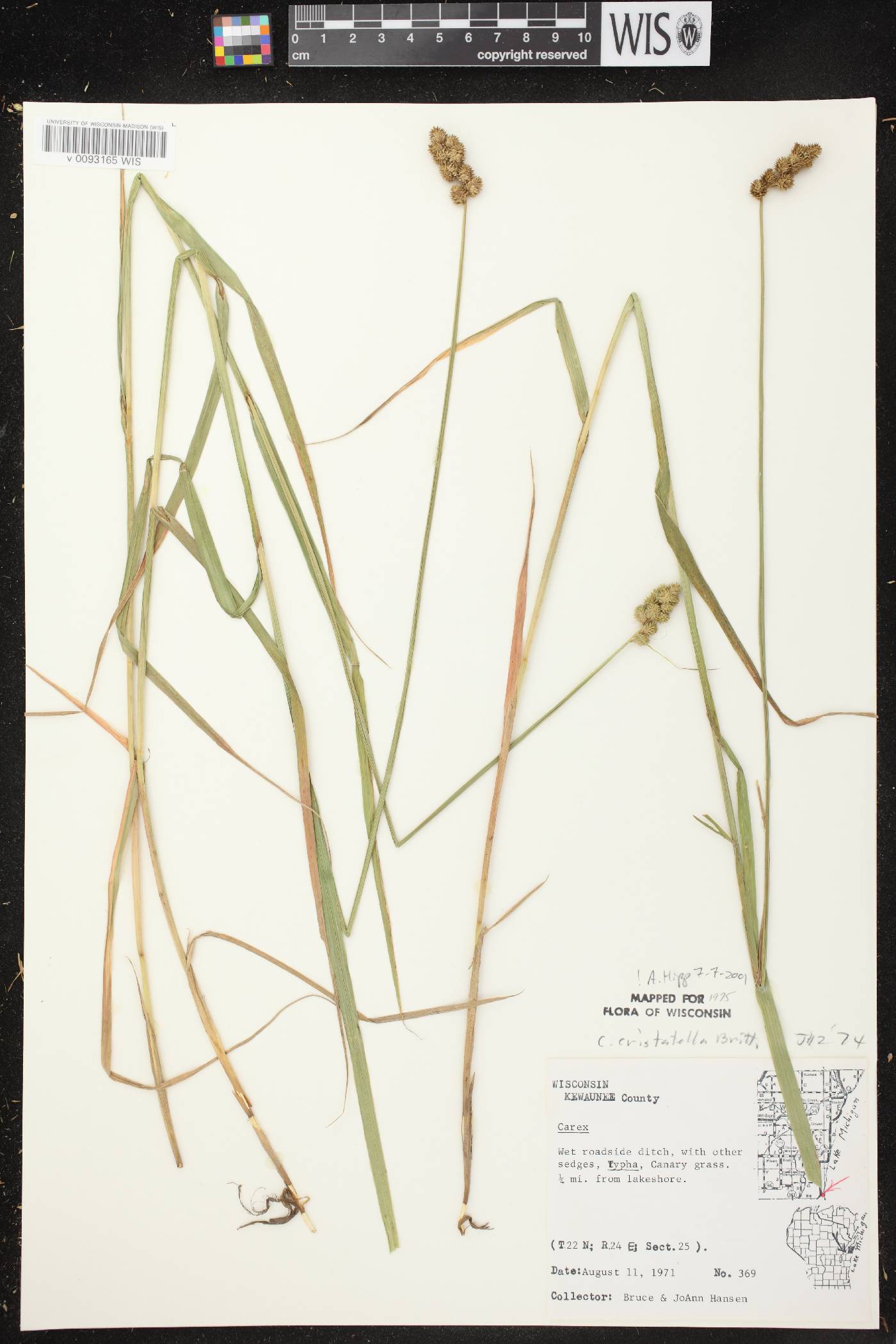 Carex cristatella image