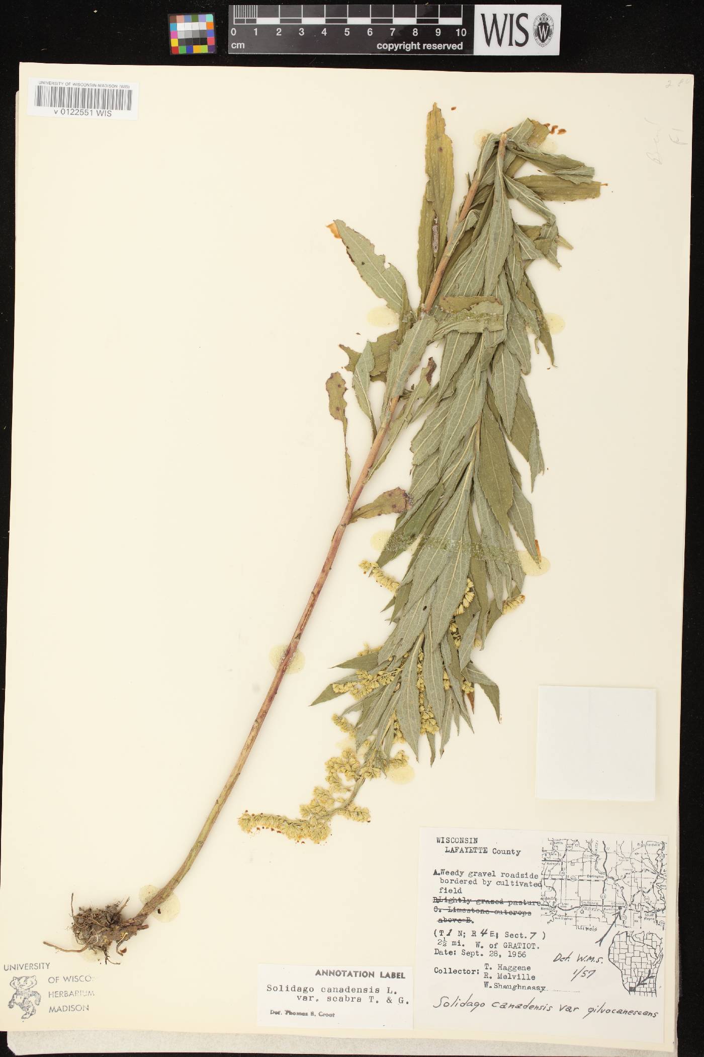 Solidago altissima subsp. altissima image