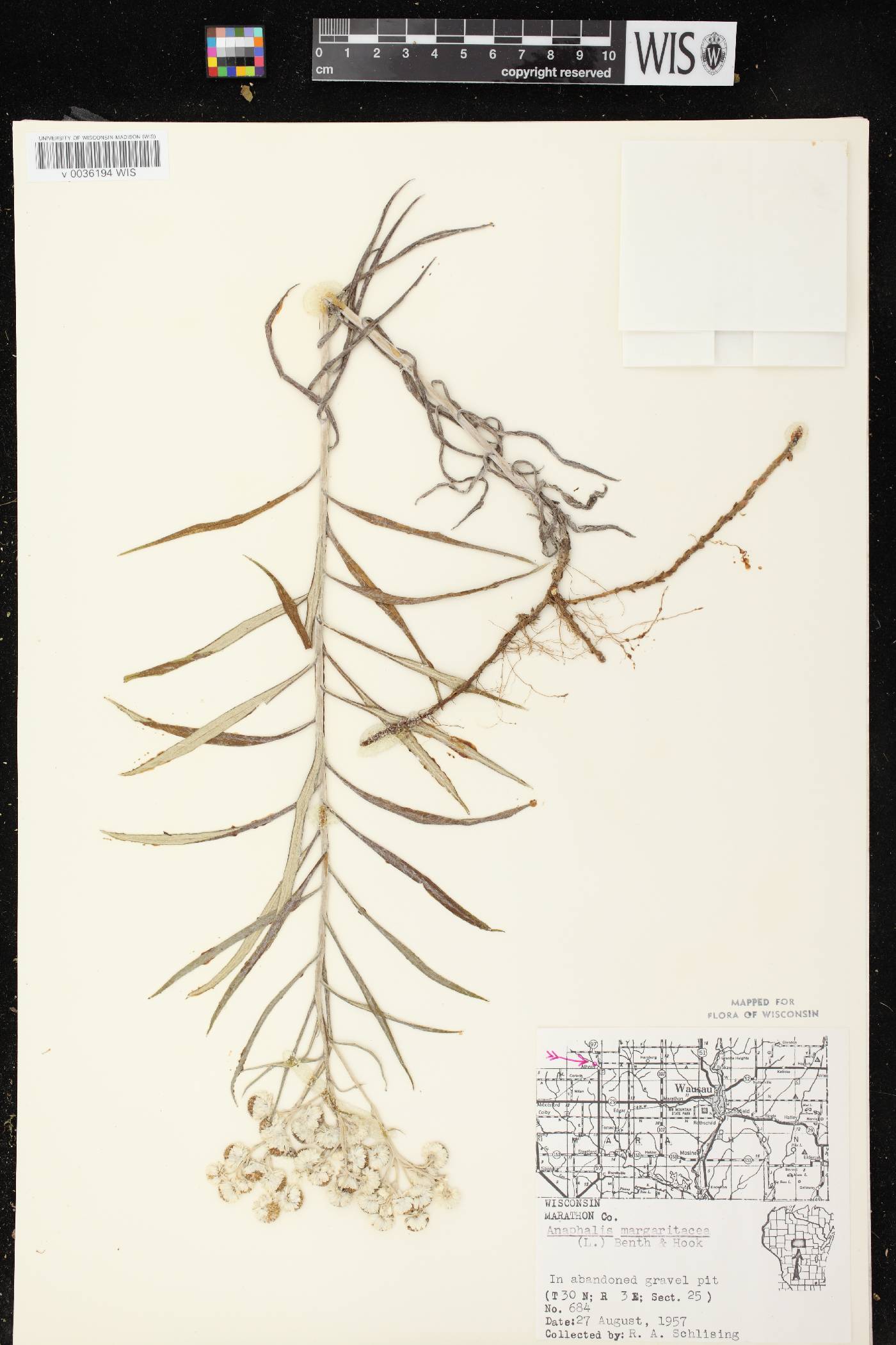 Anaphalis margaritacea image
