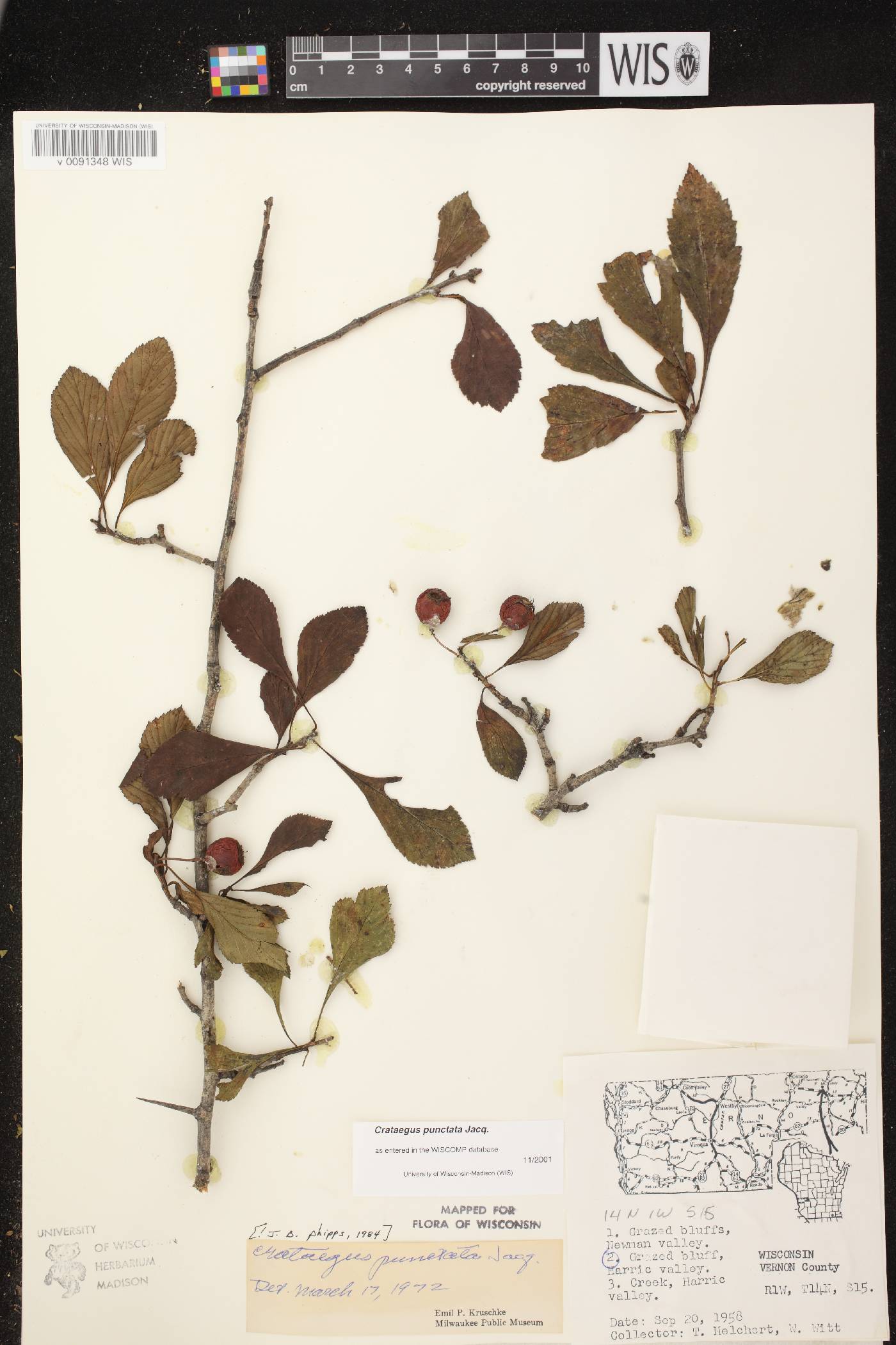 Crataegus punctata image