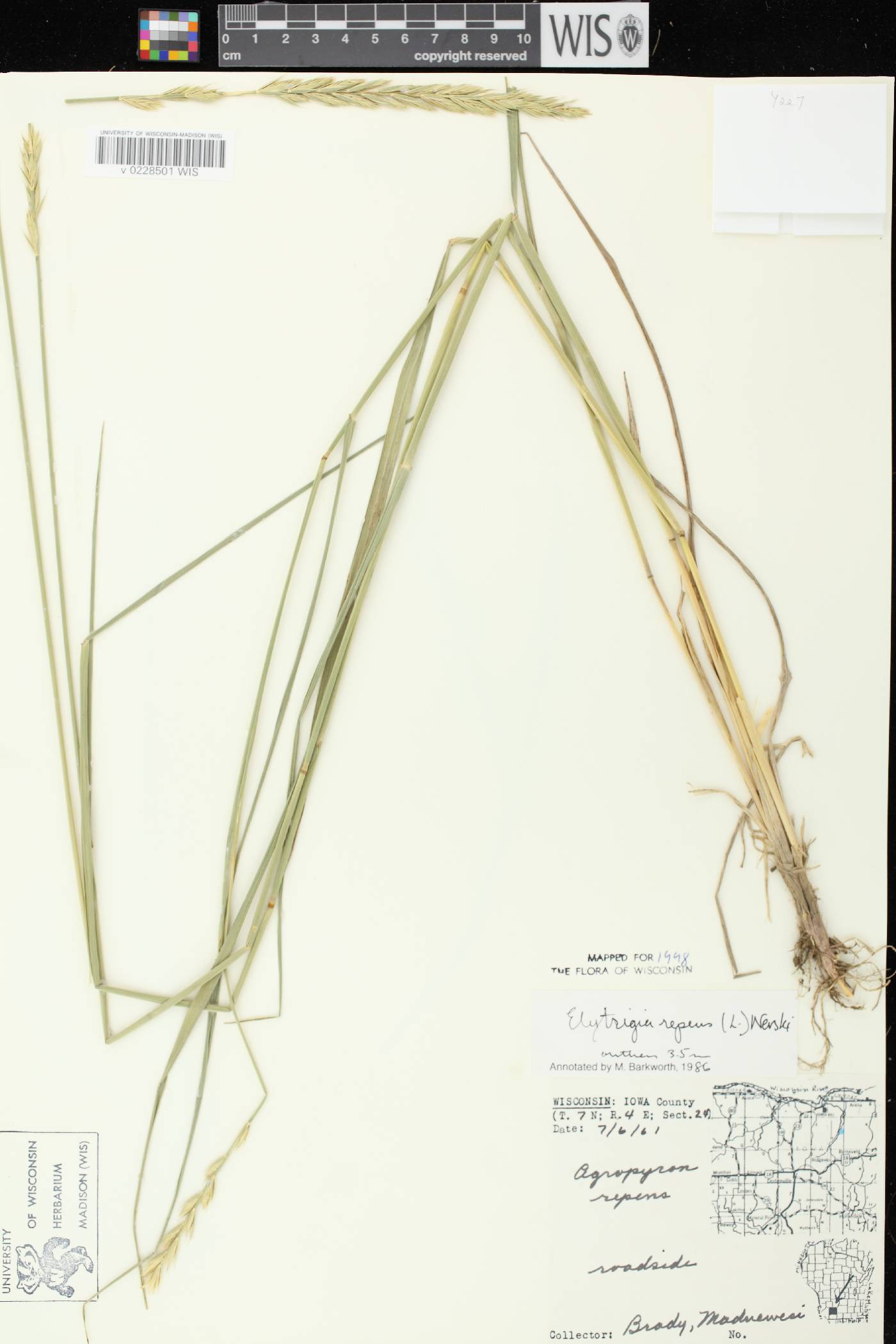 Elymus repens image