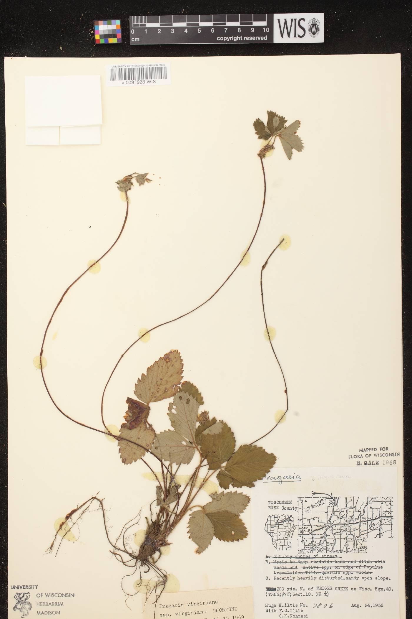 Fragaria virginiana image