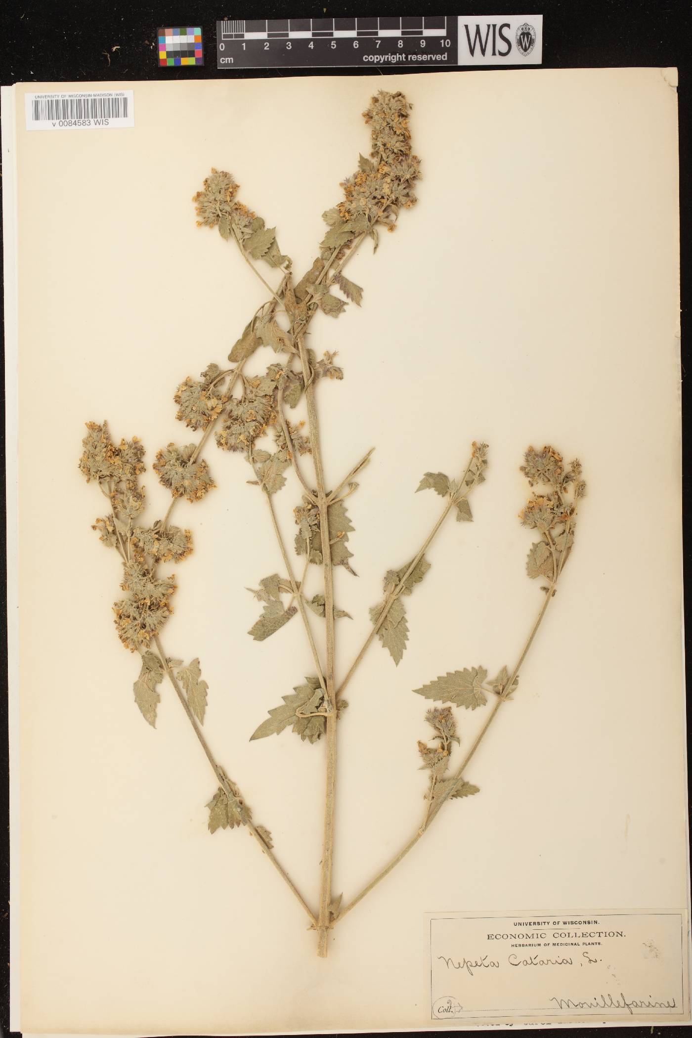 Nepeta cataria image