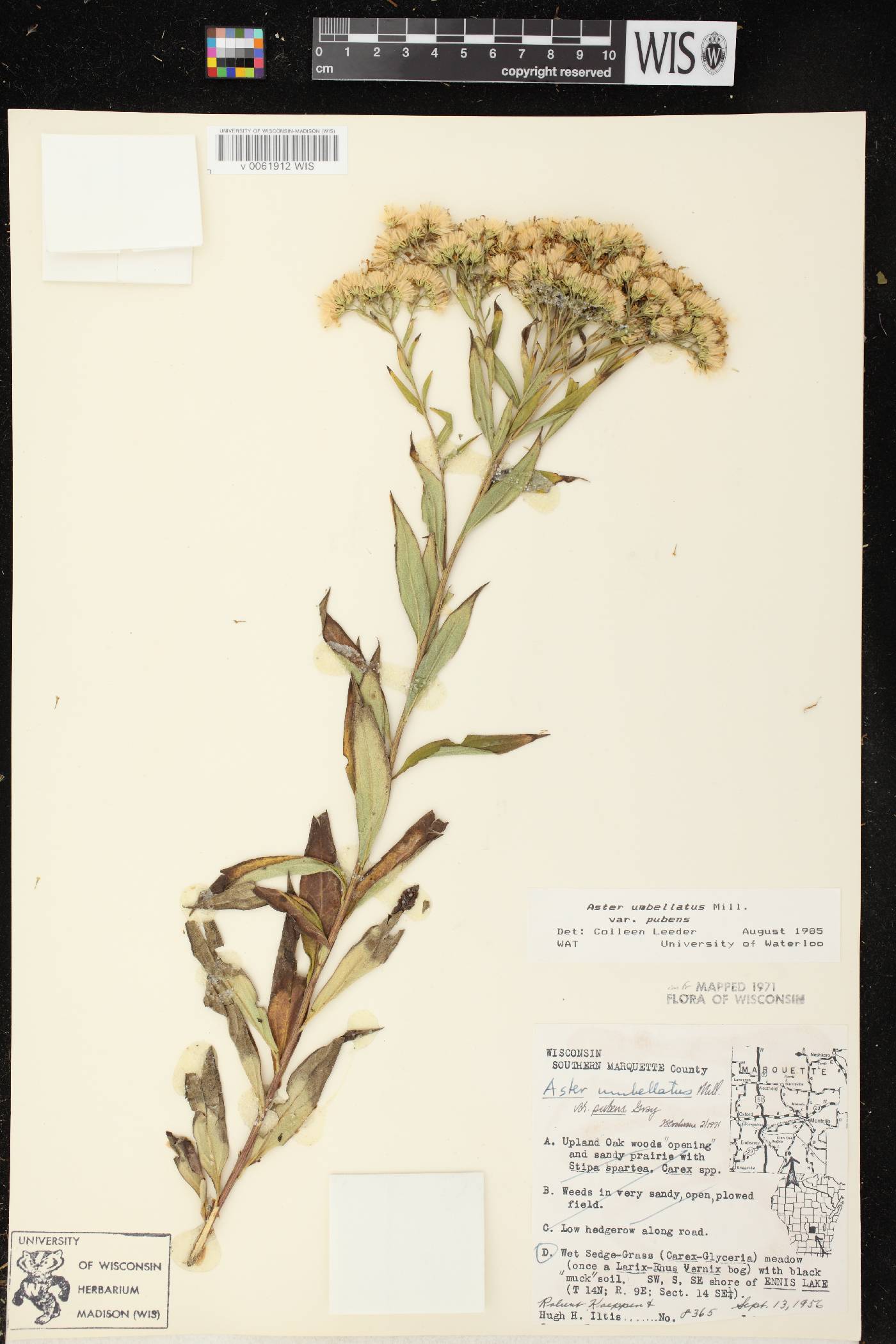 Doellingeria umbellata var. pubens image