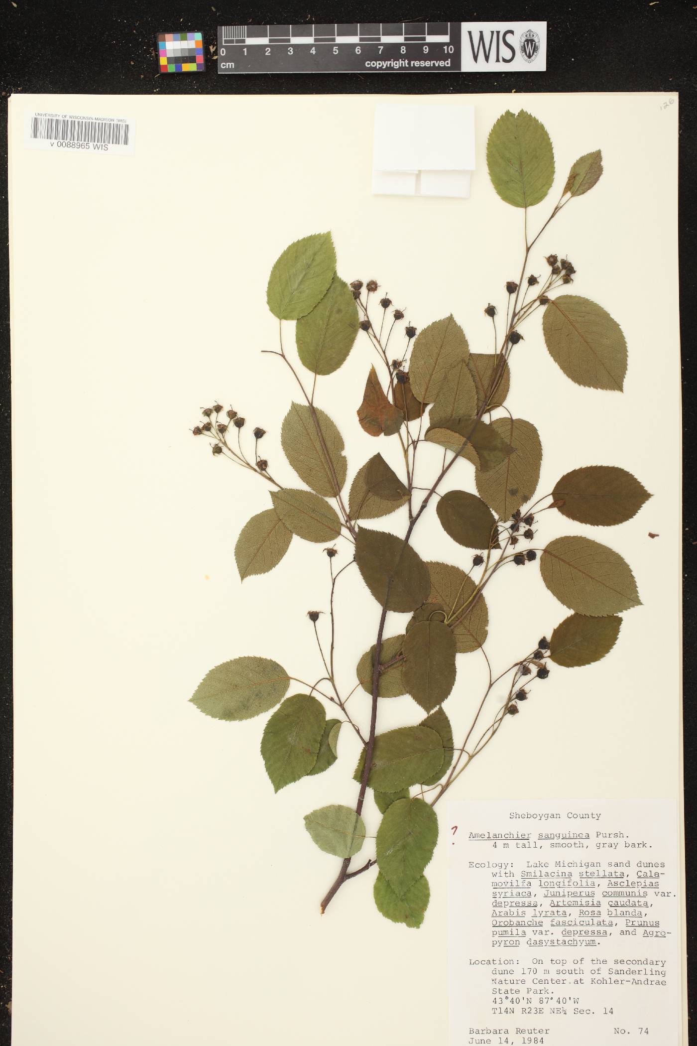 Amelanchier sanguinea image