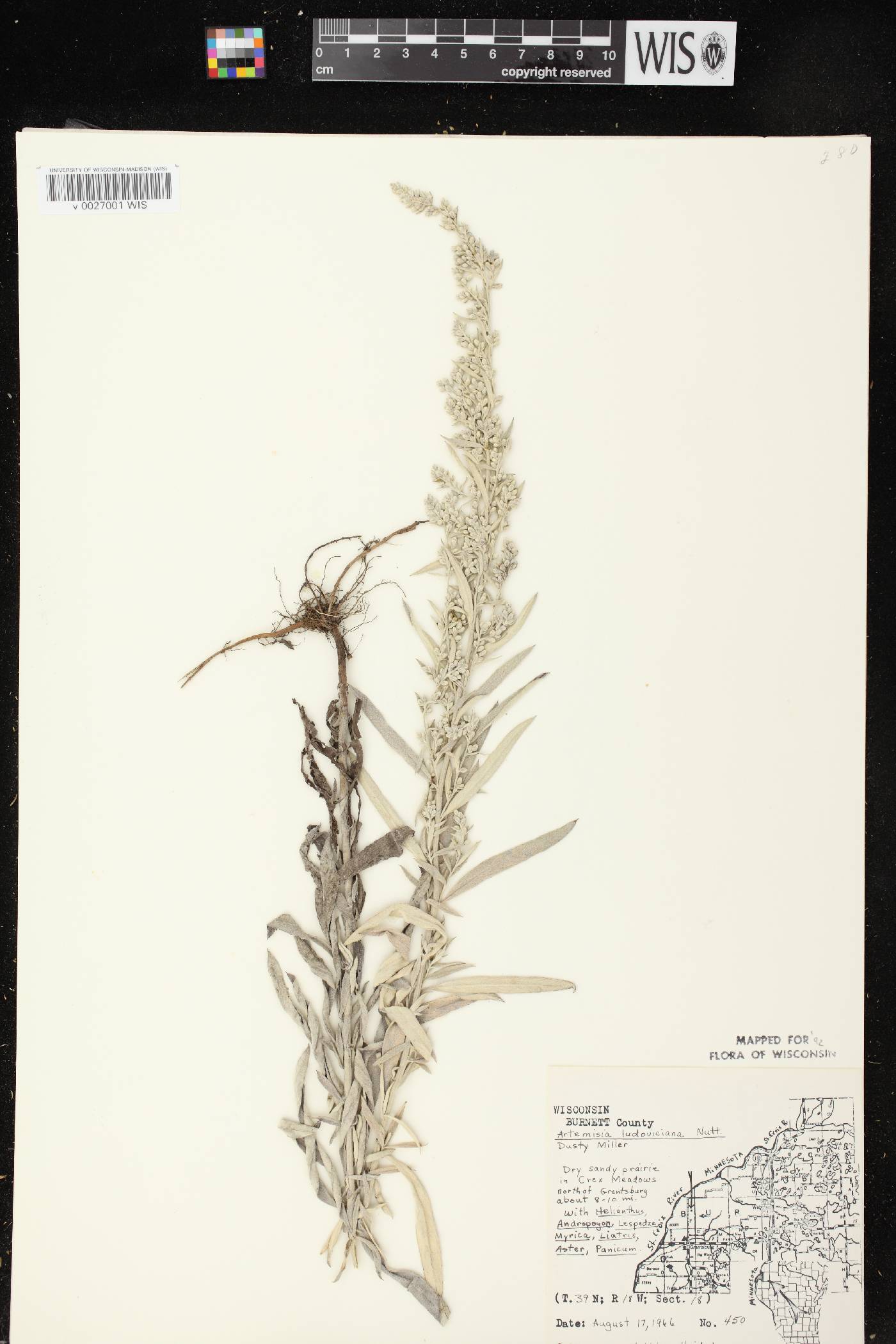 Artemisia ludoviciana image