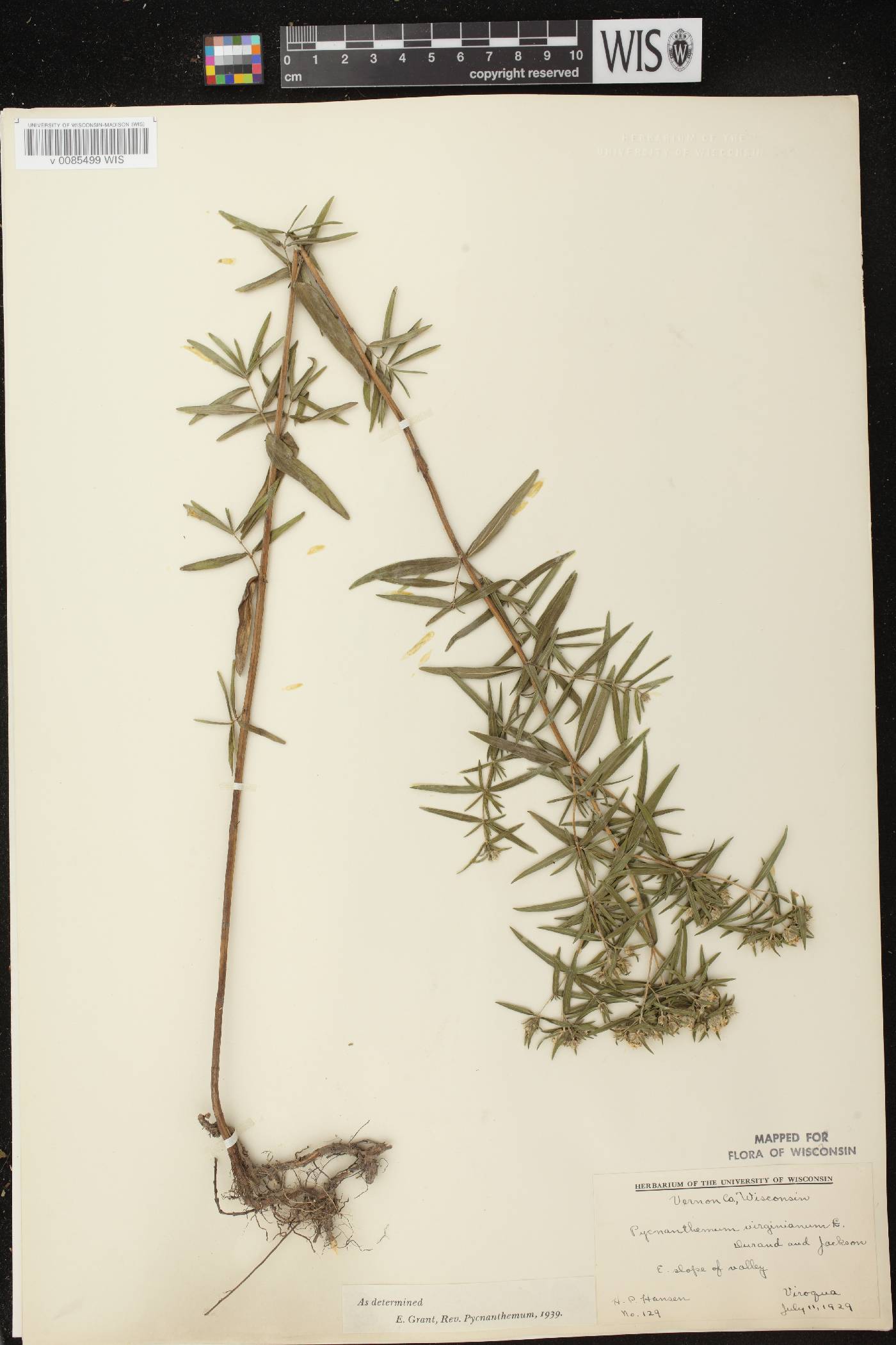 Pycnanthemum virginianum image
