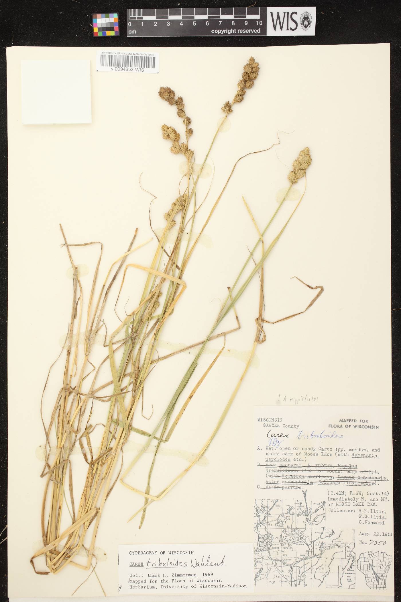 Carex tribuloides var. tribuloides image