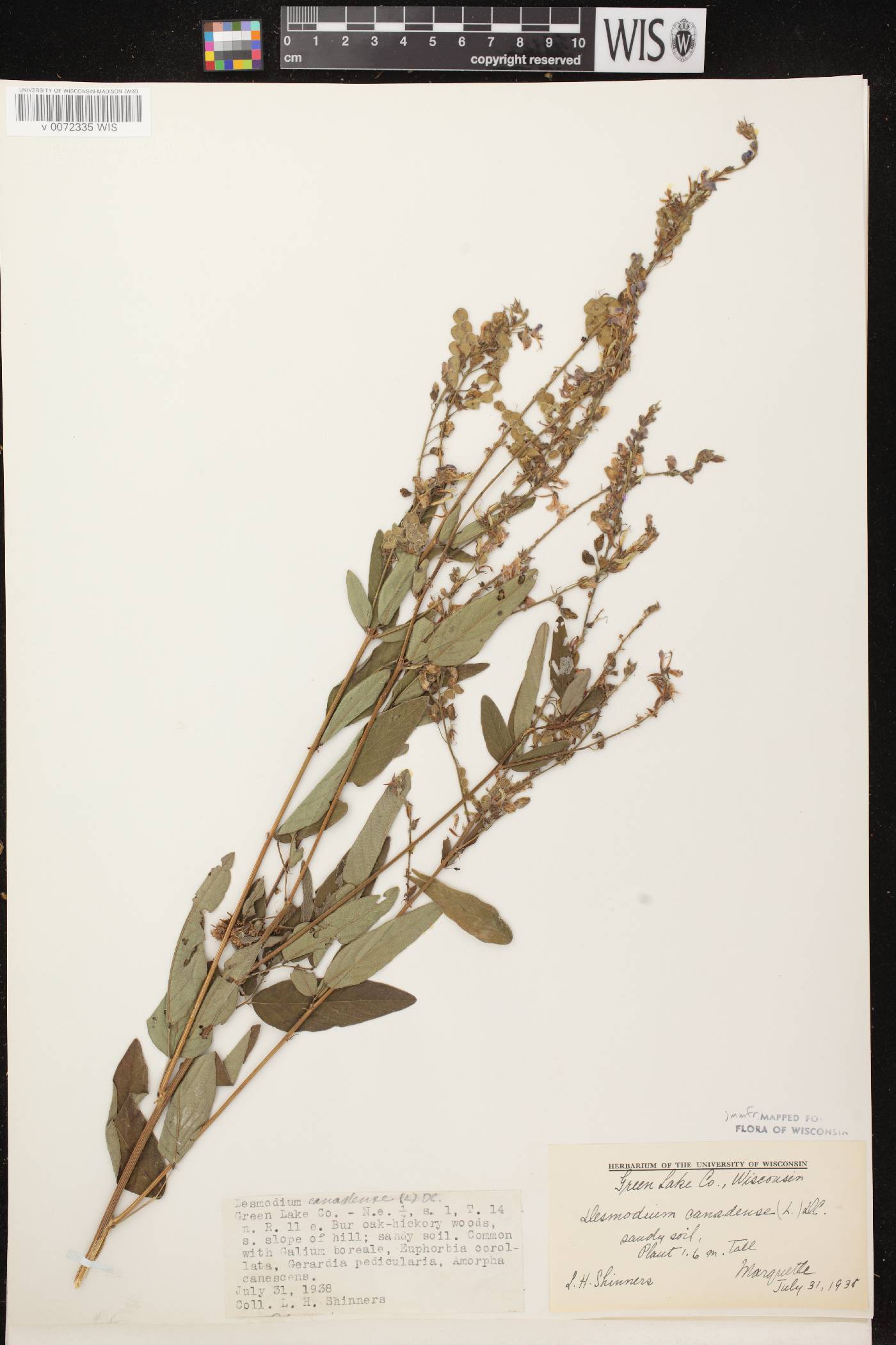 Desmodium canadense image