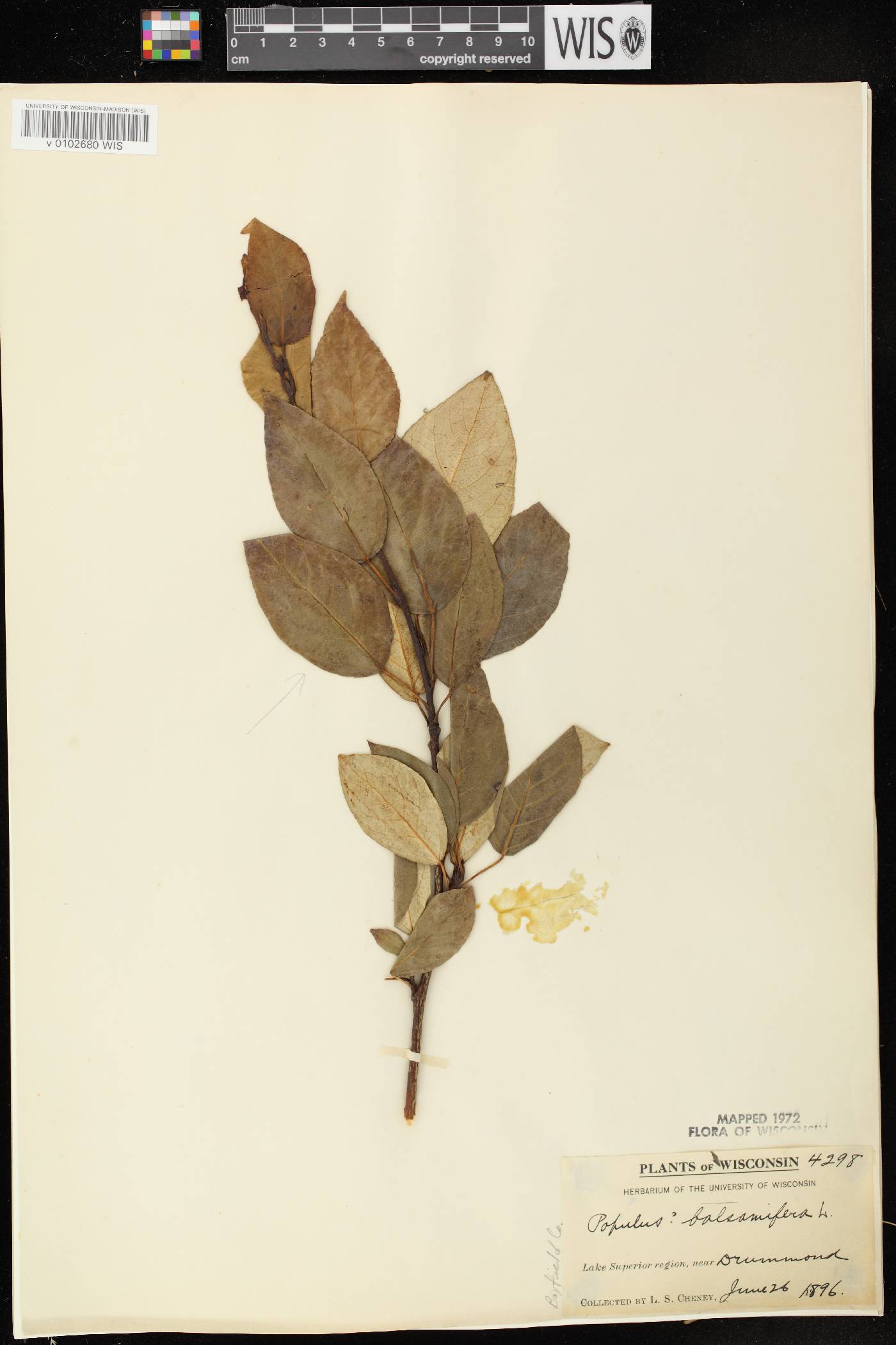 Populus balsamifera image