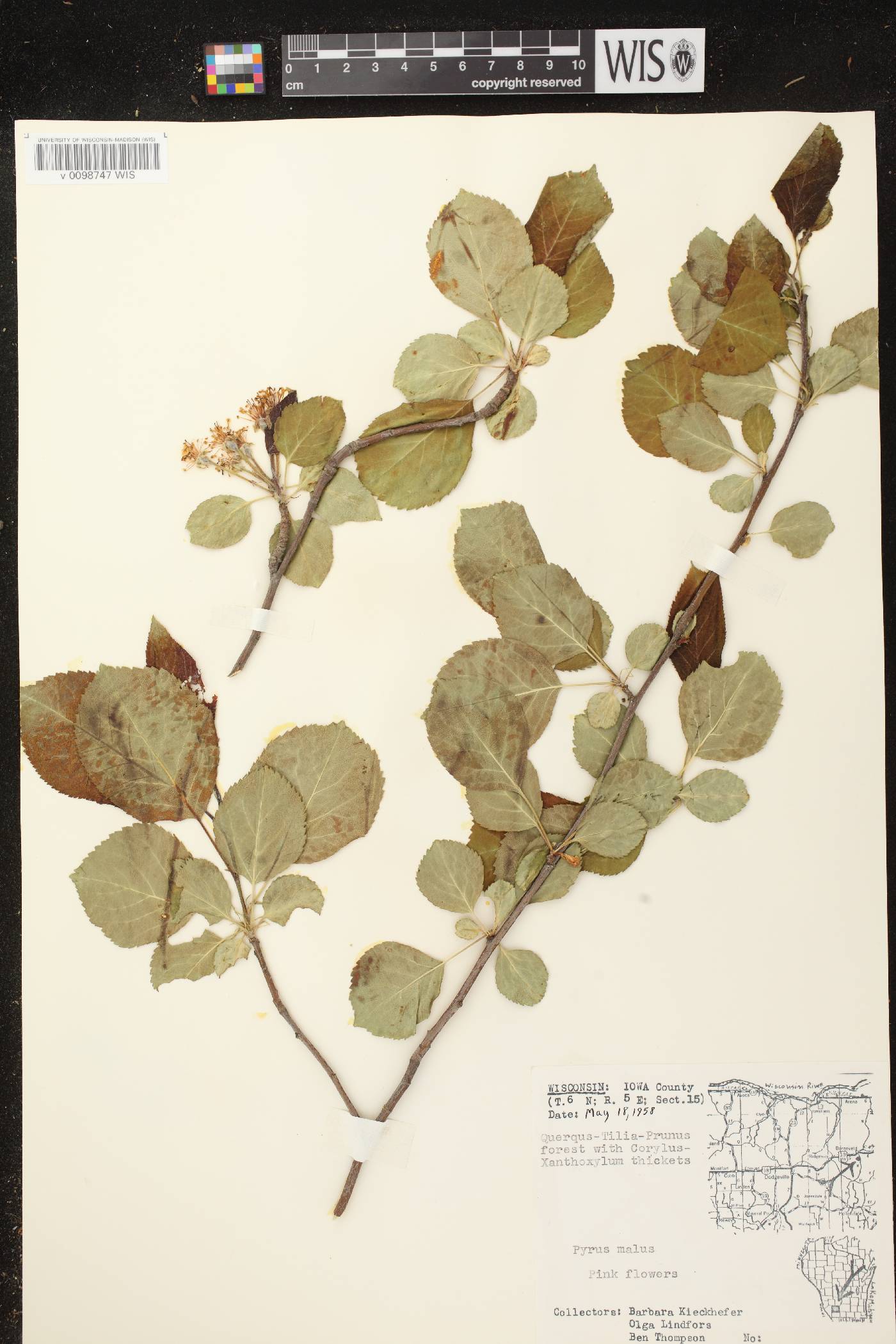 Malus pumila image