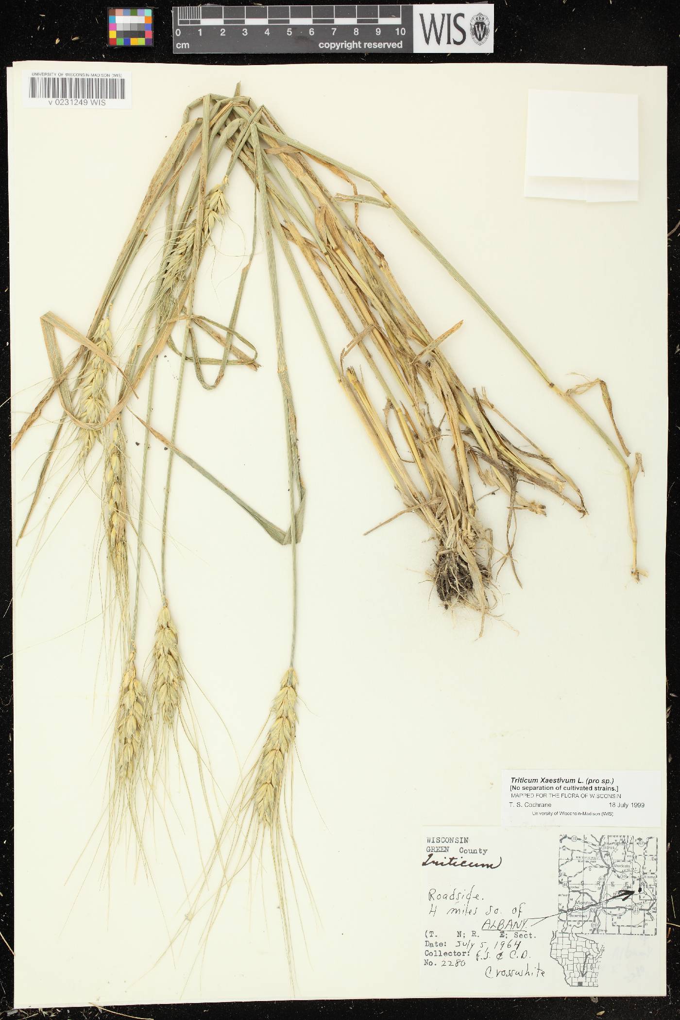 Triticum aestivum image