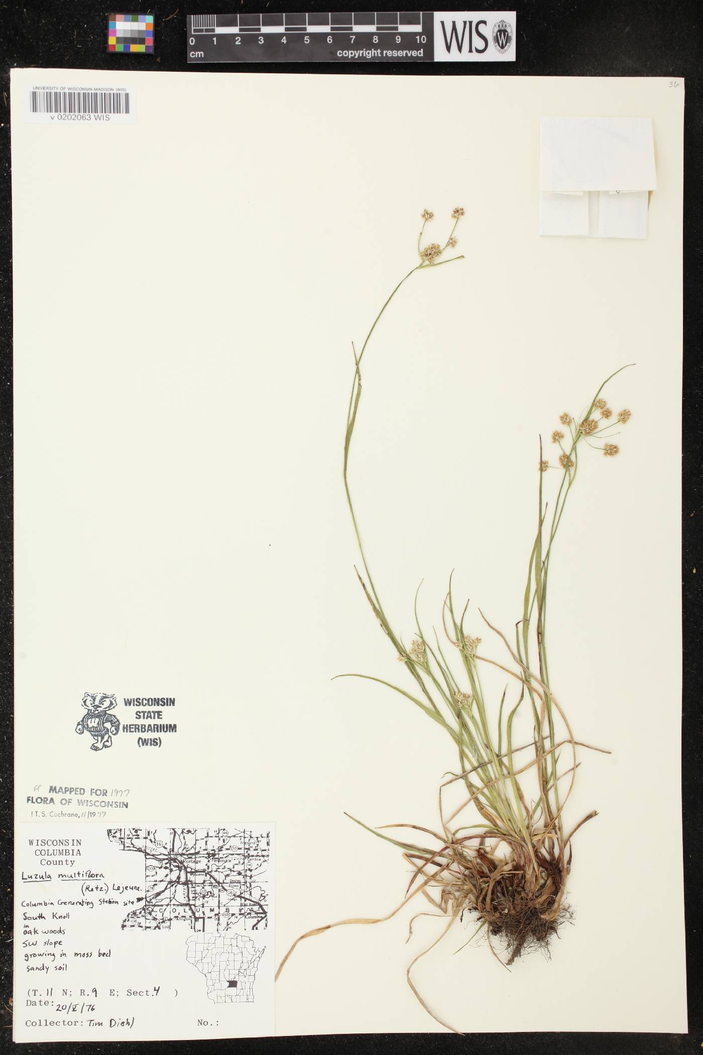 Luzula multiflora image