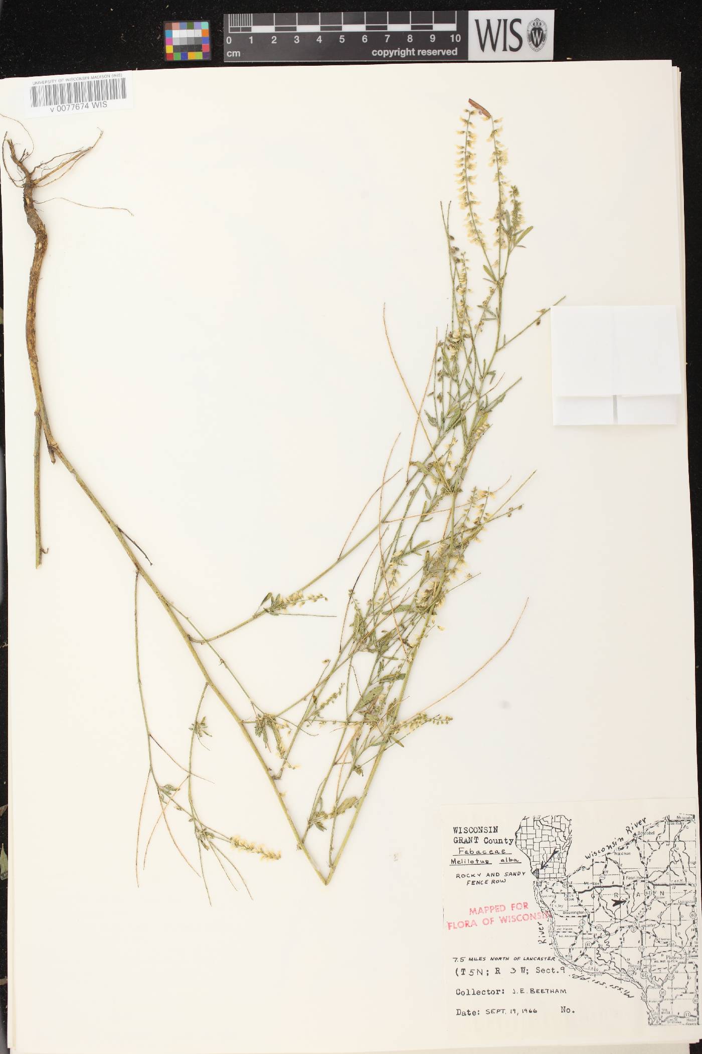 Melilotus albus image