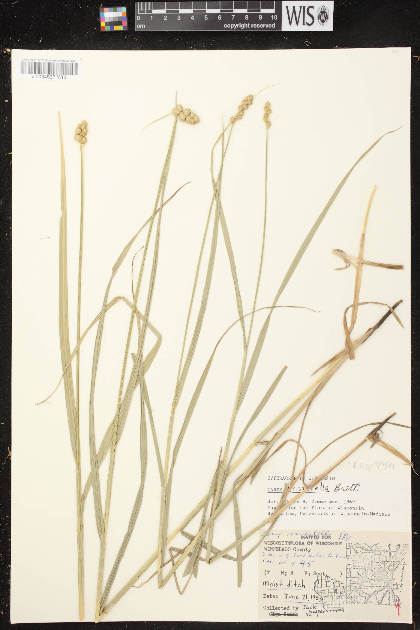 Carex cristatella image