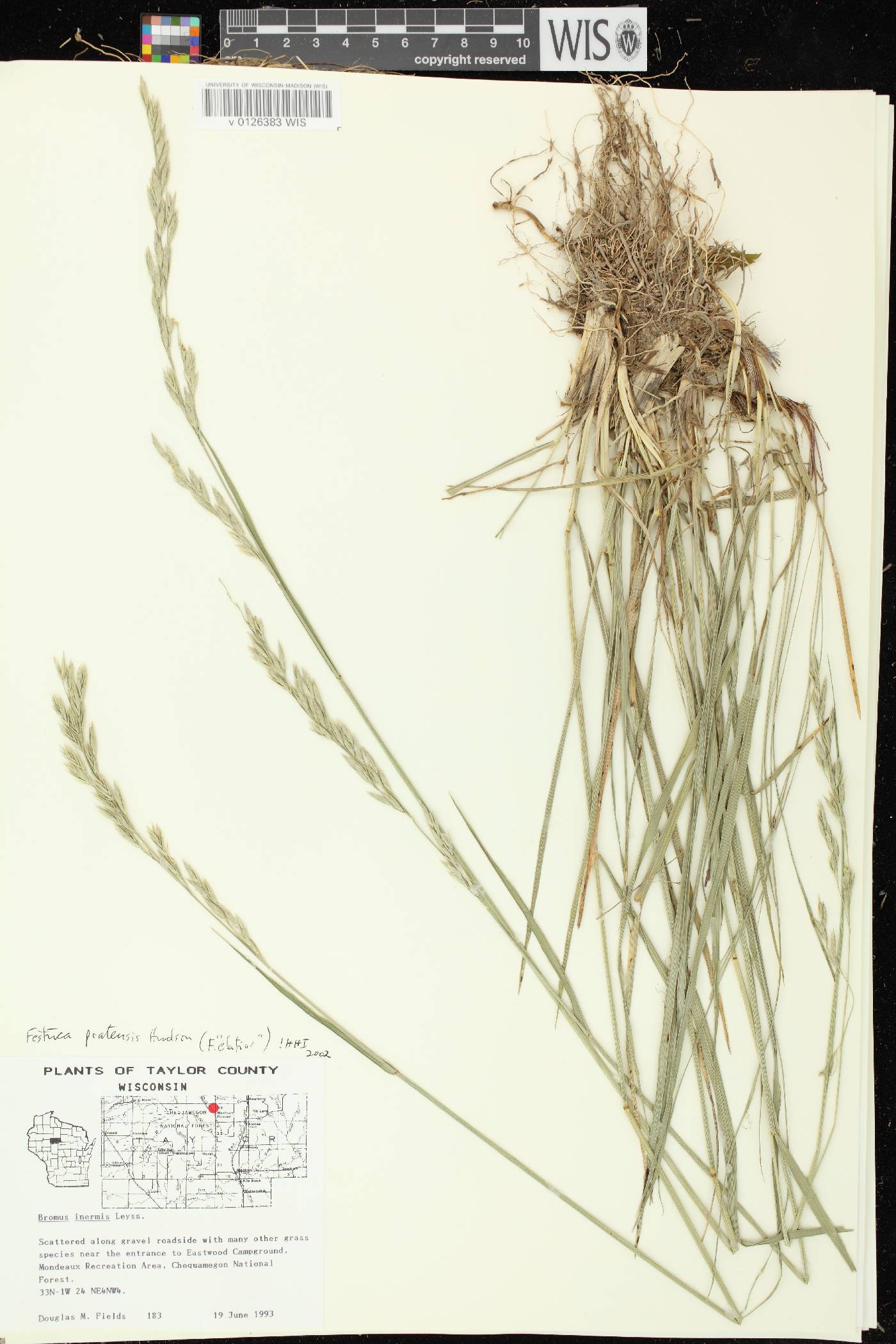 Lolium pratense image